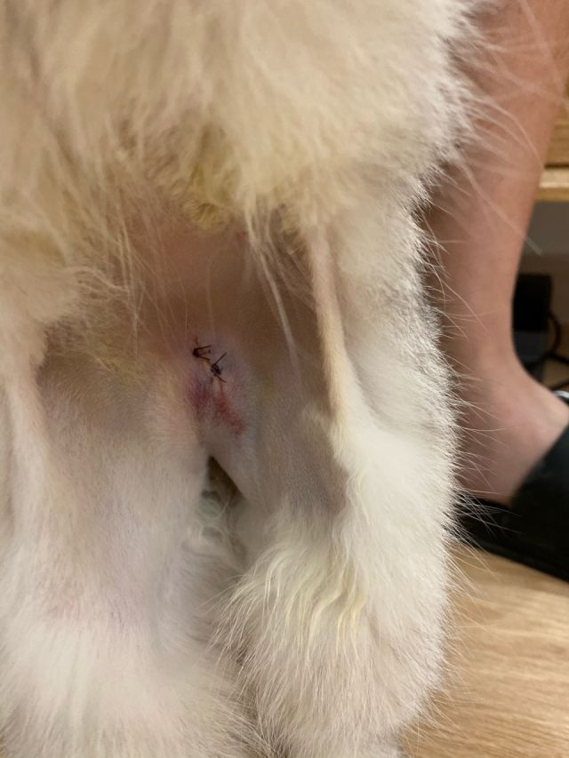 猫绝育后伤口下有淤血正常现象吗?