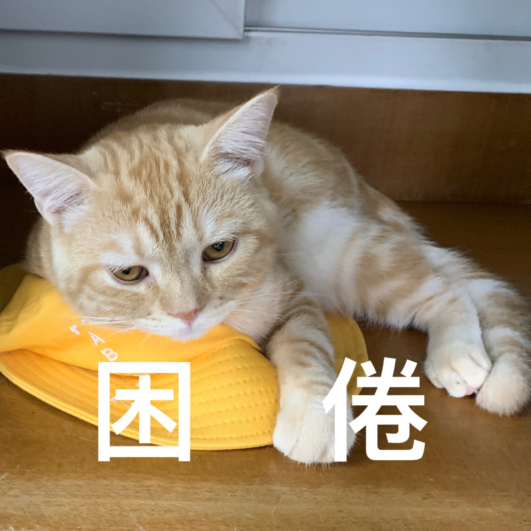 猫猫表情包