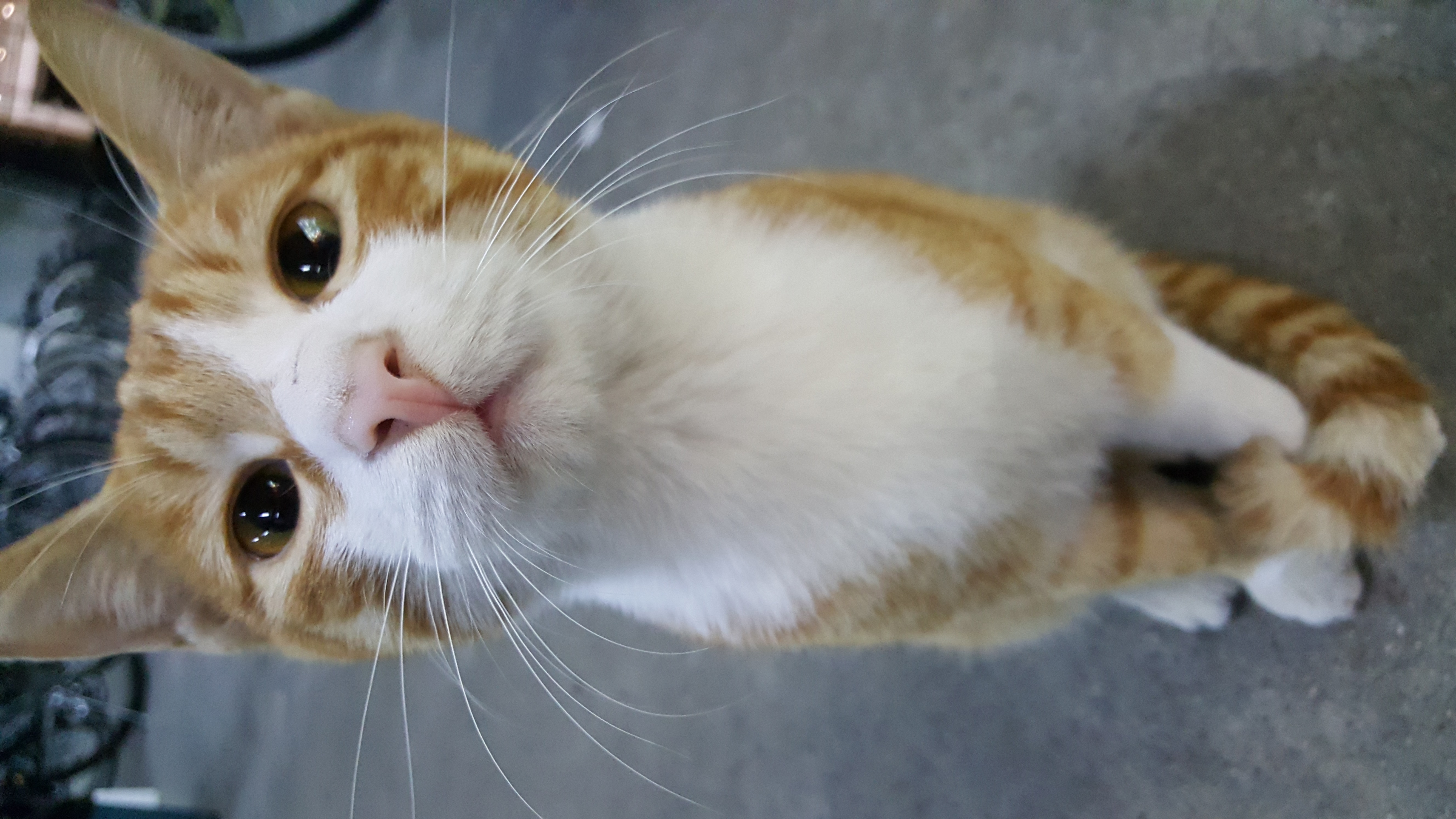 论拍摄角度对猫颜值的重要性