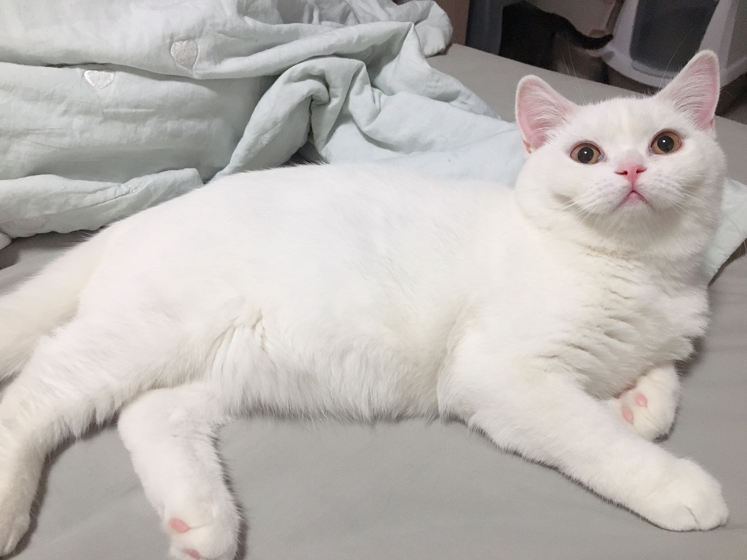 话说英短纯白和田园纯白好分辨吗,已经入手啦!