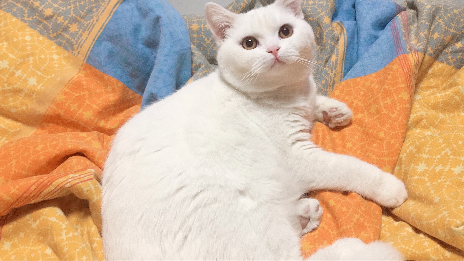 话说英短纯白和田园纯白好分辨吗,已经入手啦!