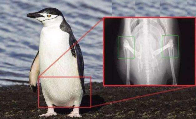 是为了凸显"企鹅的腿看着短,实际上各个都是大长腿"的梗吗[s:ac:呆]