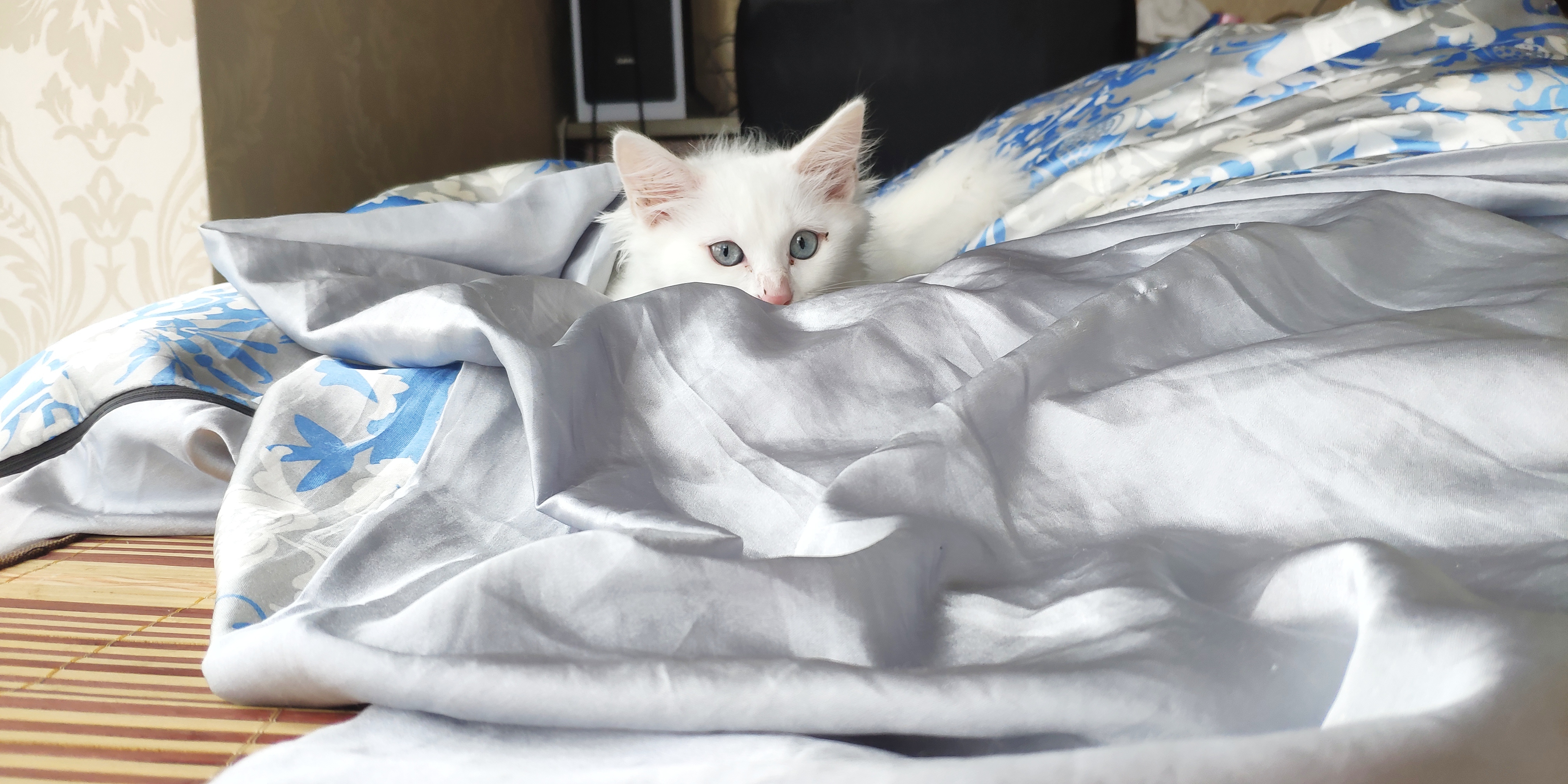 给大家看看我家的小白狐狸多图