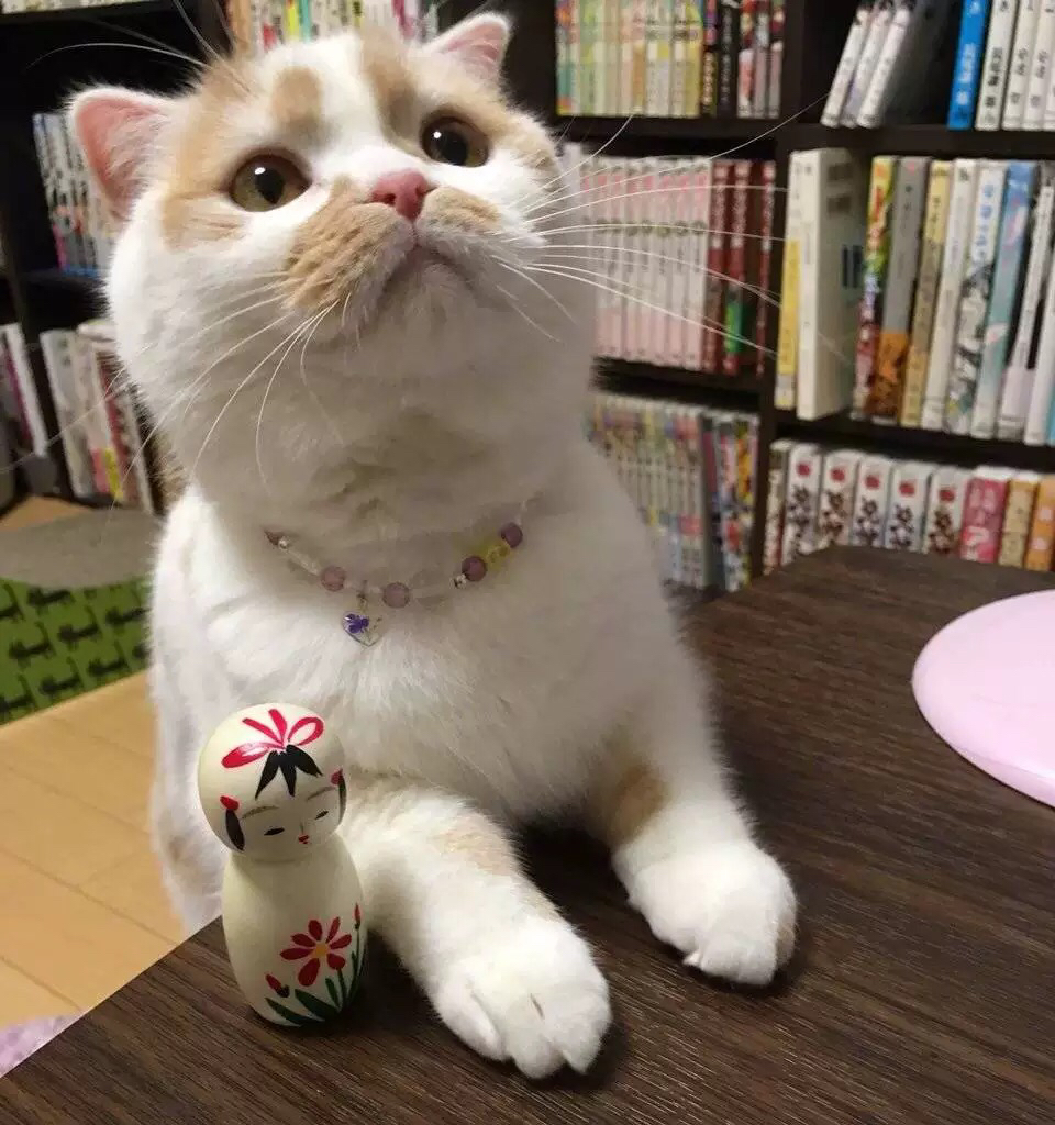 (怀旧服)五区法尔班克斯联盟公会《森与暖树》招募新鲜血液