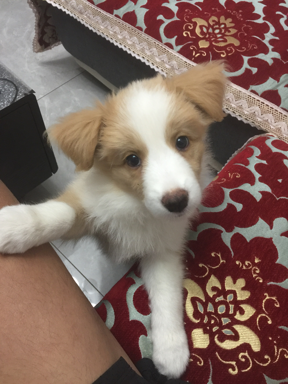 金色小边牧tassy成长日记