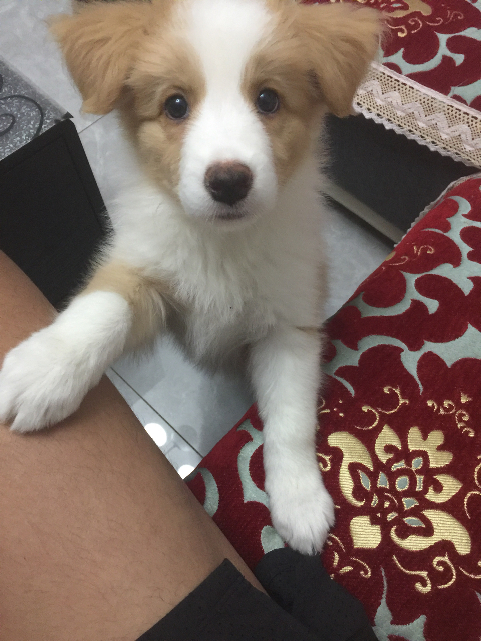 金色小边牧tassy成长日记