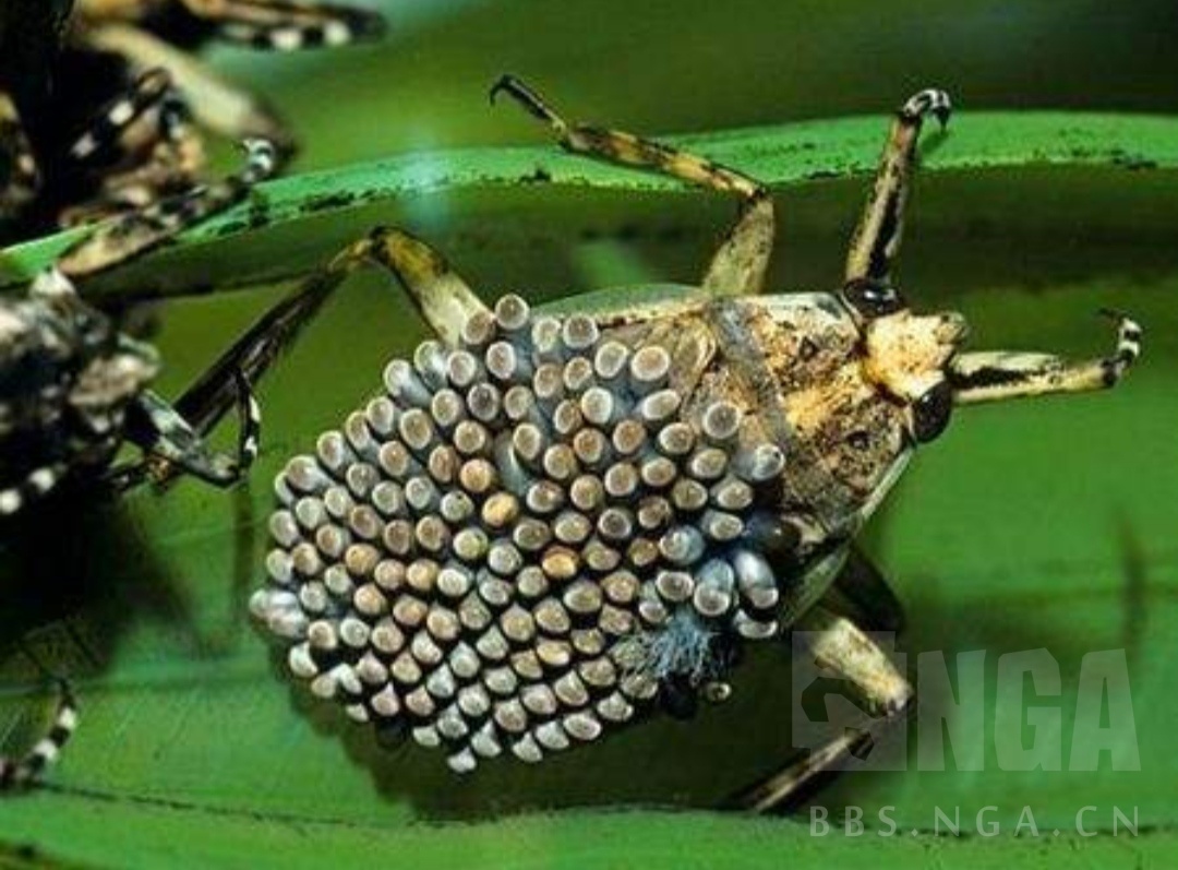 密集恐惧症玩虫族就是自虐,宿主的原型应该是负子蟾或者负子蝽,建议