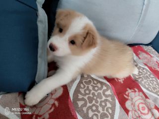 金色小边牧tassy成长日记