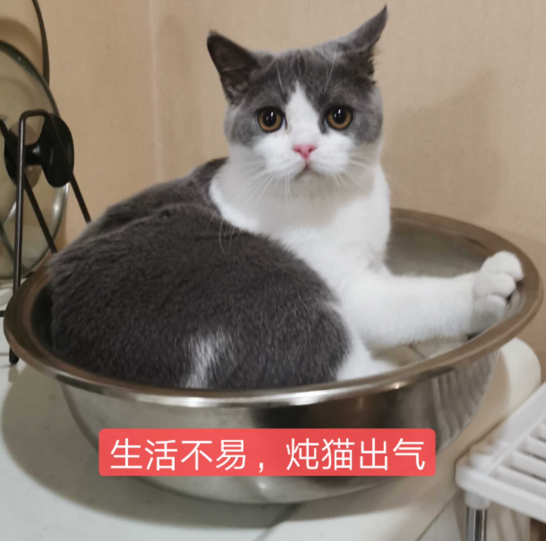 生活不易炖猫出气图片