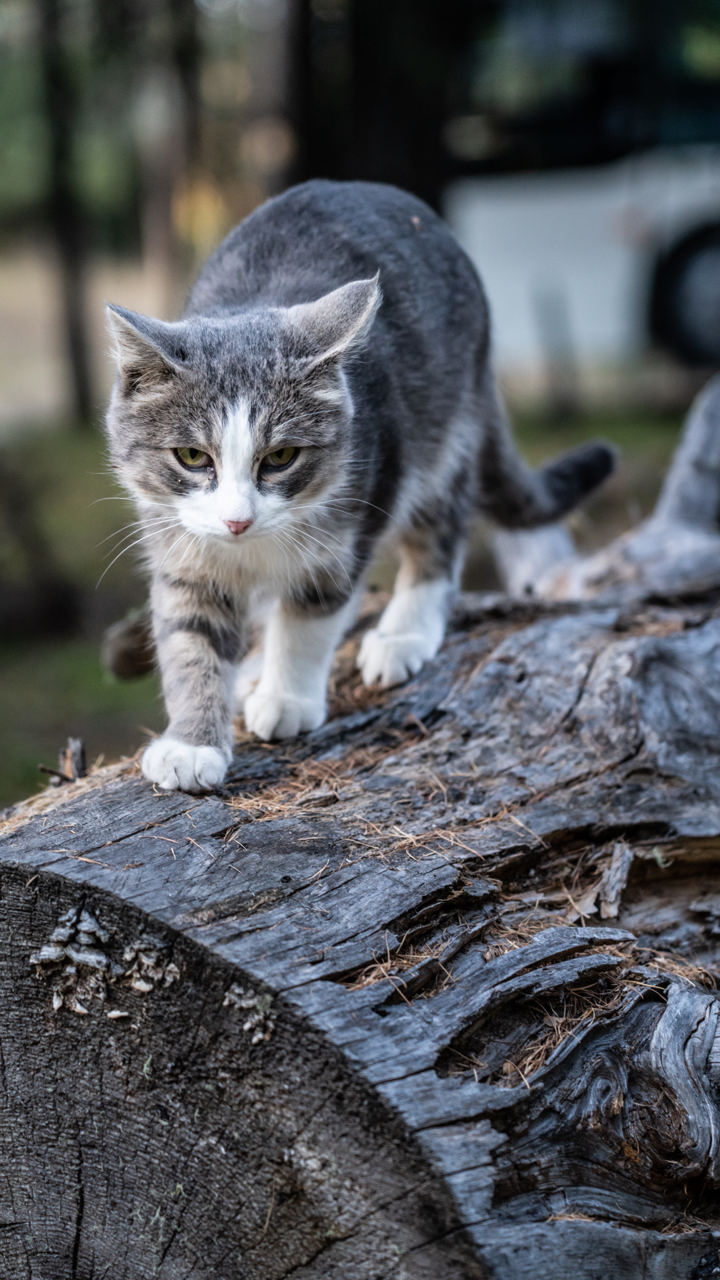 晒一晒今天拍到的几张恶虎咆哮