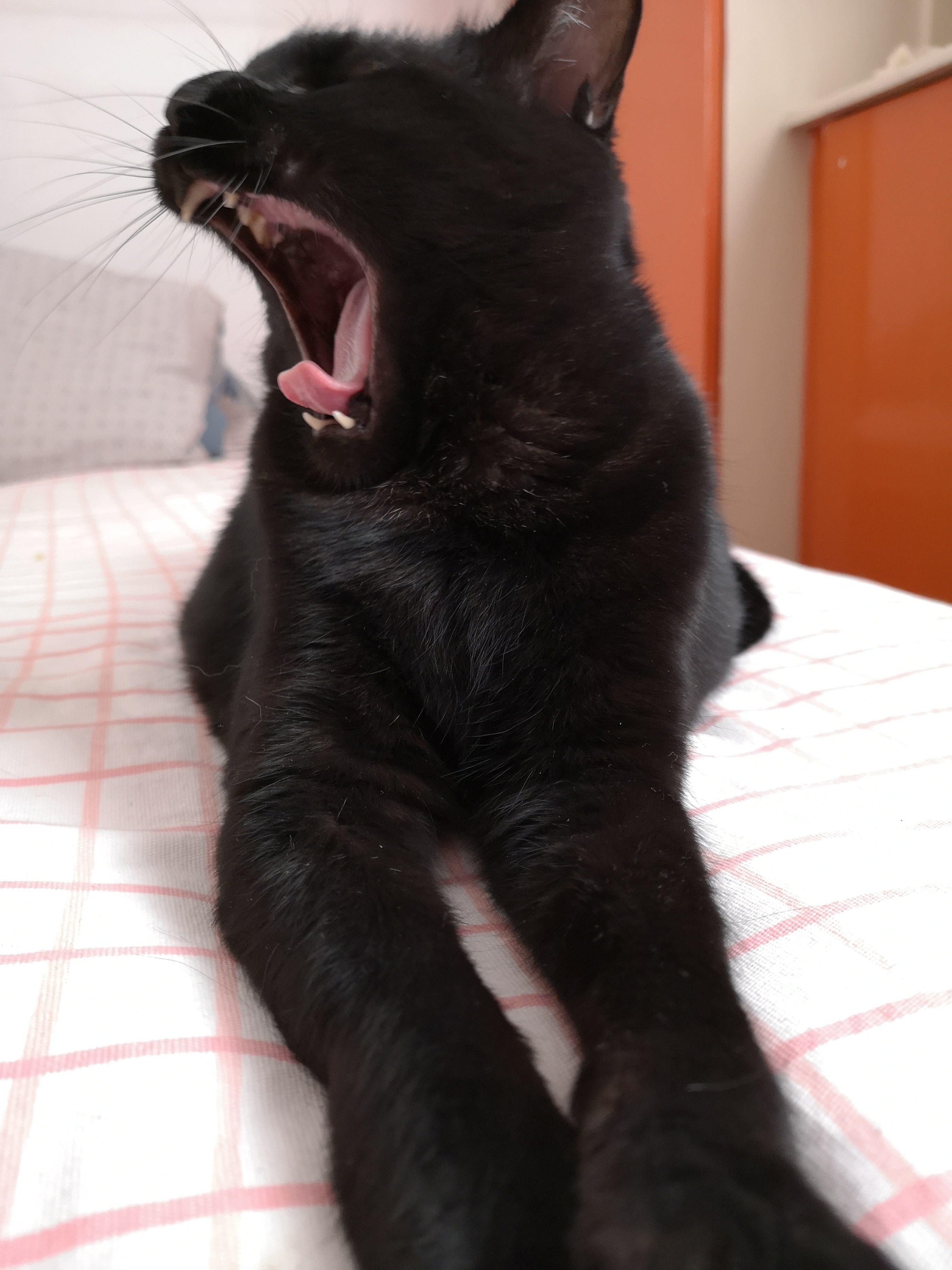 晒一晒今天拍到的几张恶虎咆哮