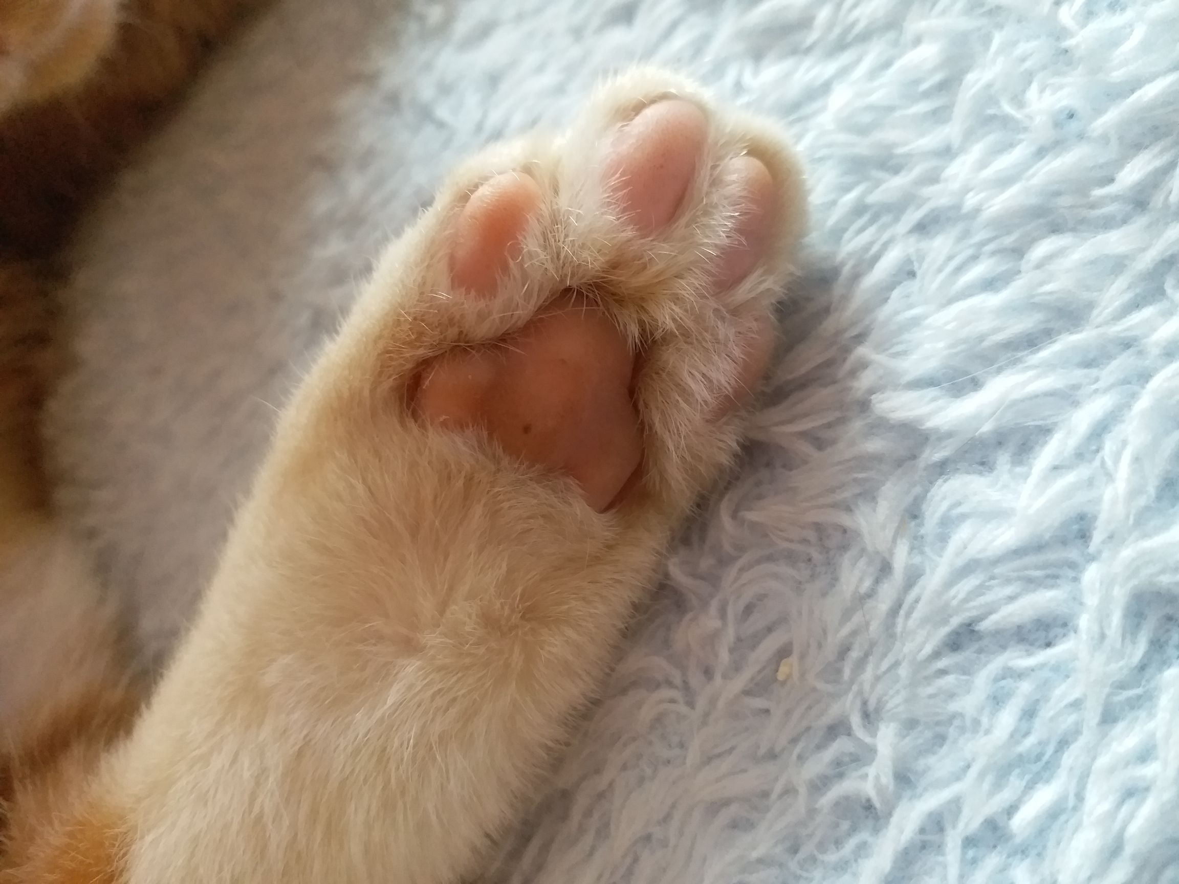 秀出萌宠的可爱脚脚吧!