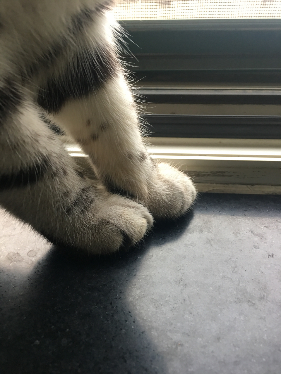 秀出萌宠的可爱脚脚吧!