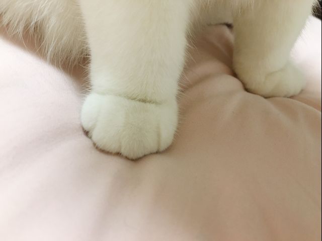 秀出萌宠的可爱脚脚吧!