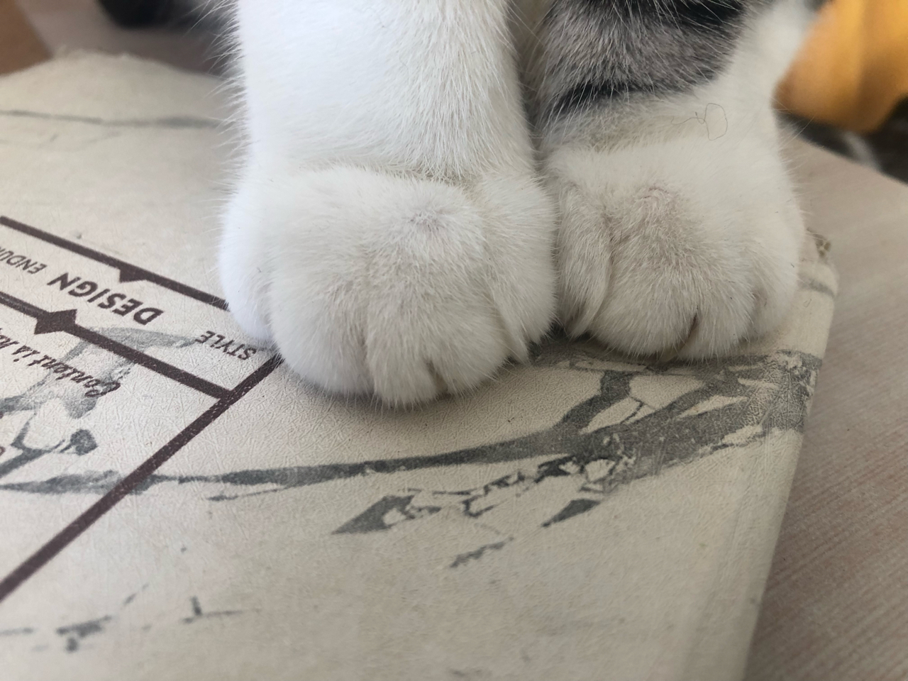 秀出萌宠的可爱脚脚吧!