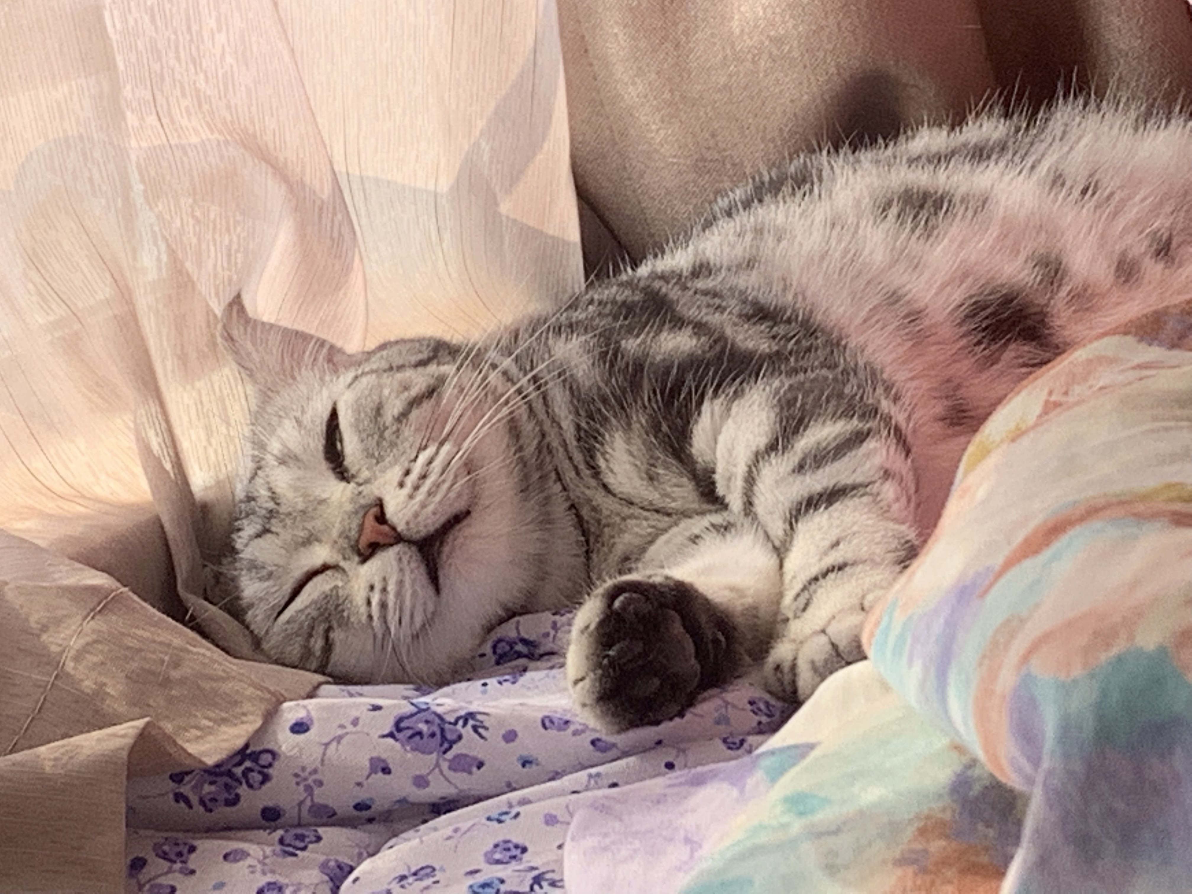 猫咪咪睡觉一只恶猫朝你走来