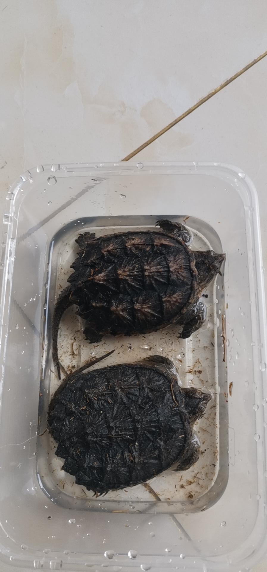 买了两只杂佛鳄龟有一直感觉像是纯佛是不是赚了有法王