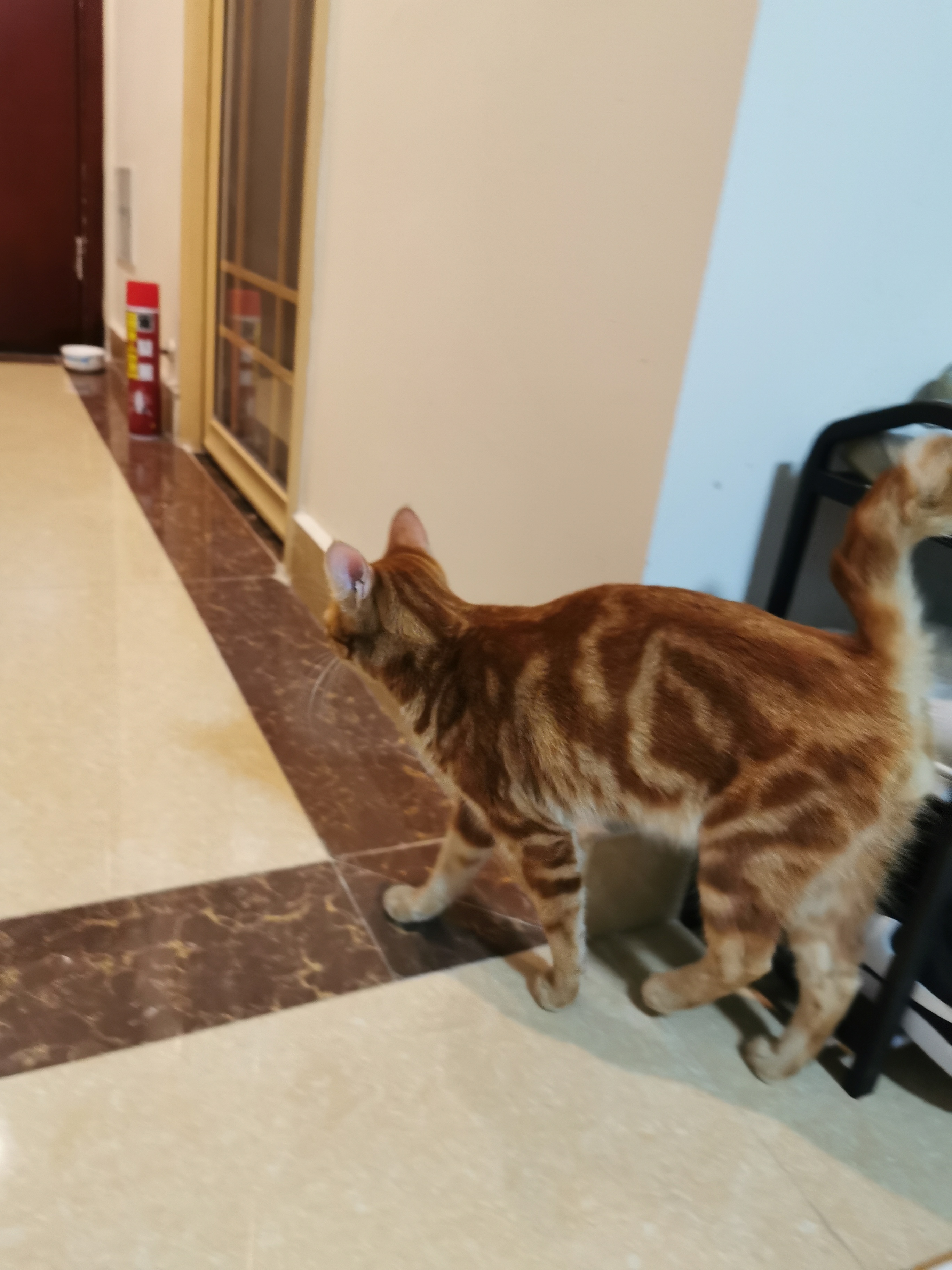 今晚捡到一只猫但是尾巴僵硬