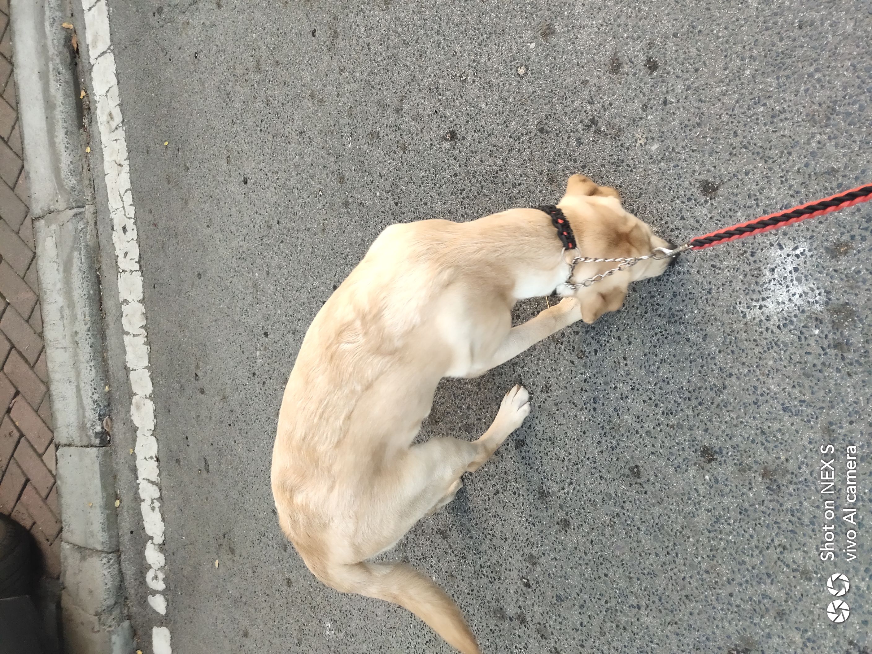 拉布拉多背上长毛咋回事