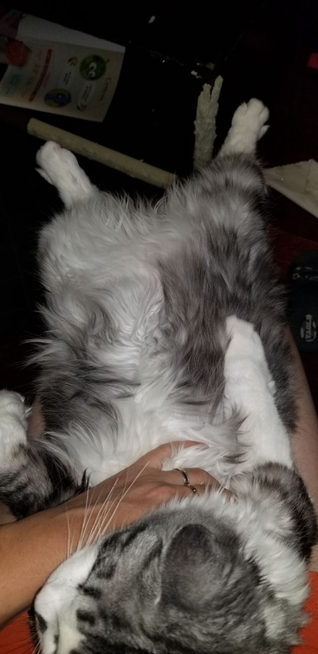 返祖好了很美 没返好就像狸花猫