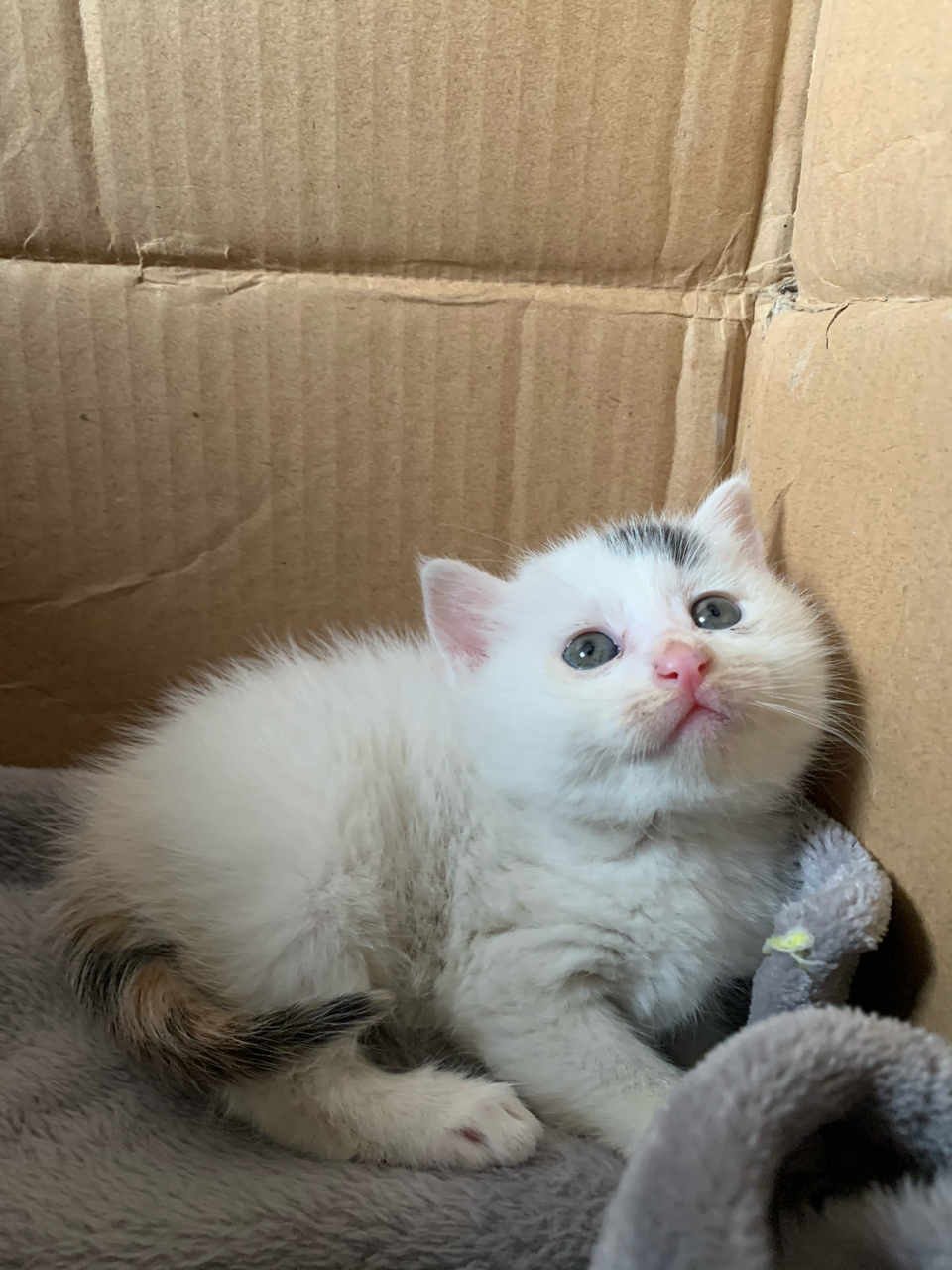 晒猫一个月的小奶猫吸起来真的是够劲吸一下一个周末就过去了