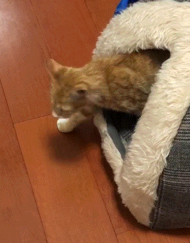 [南瓜工业]超级简易自制近卫小车castle-3珊瑚海岸皮肤模型制作指南