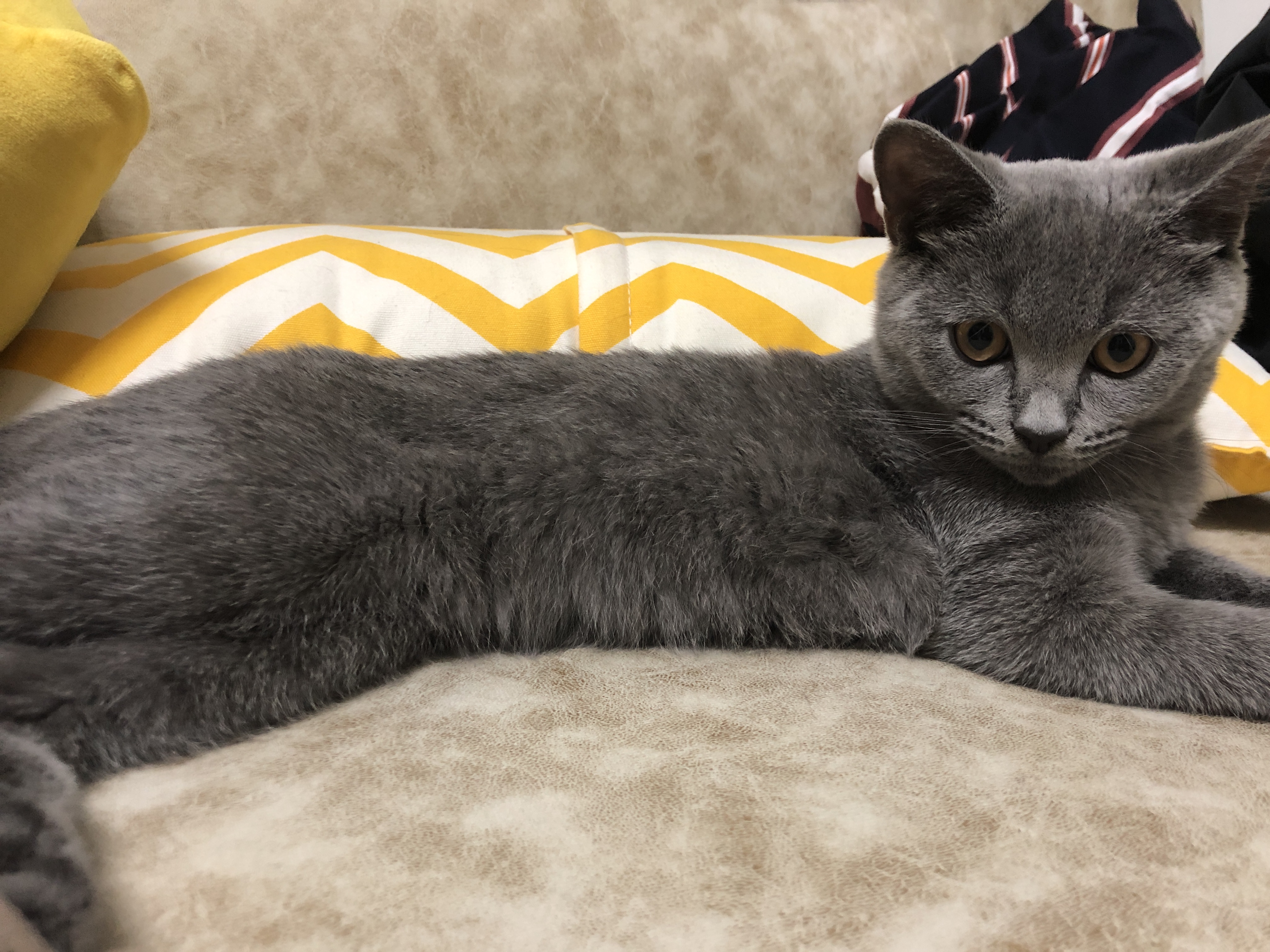 求助家里猫咪不爱晒太阳咋整