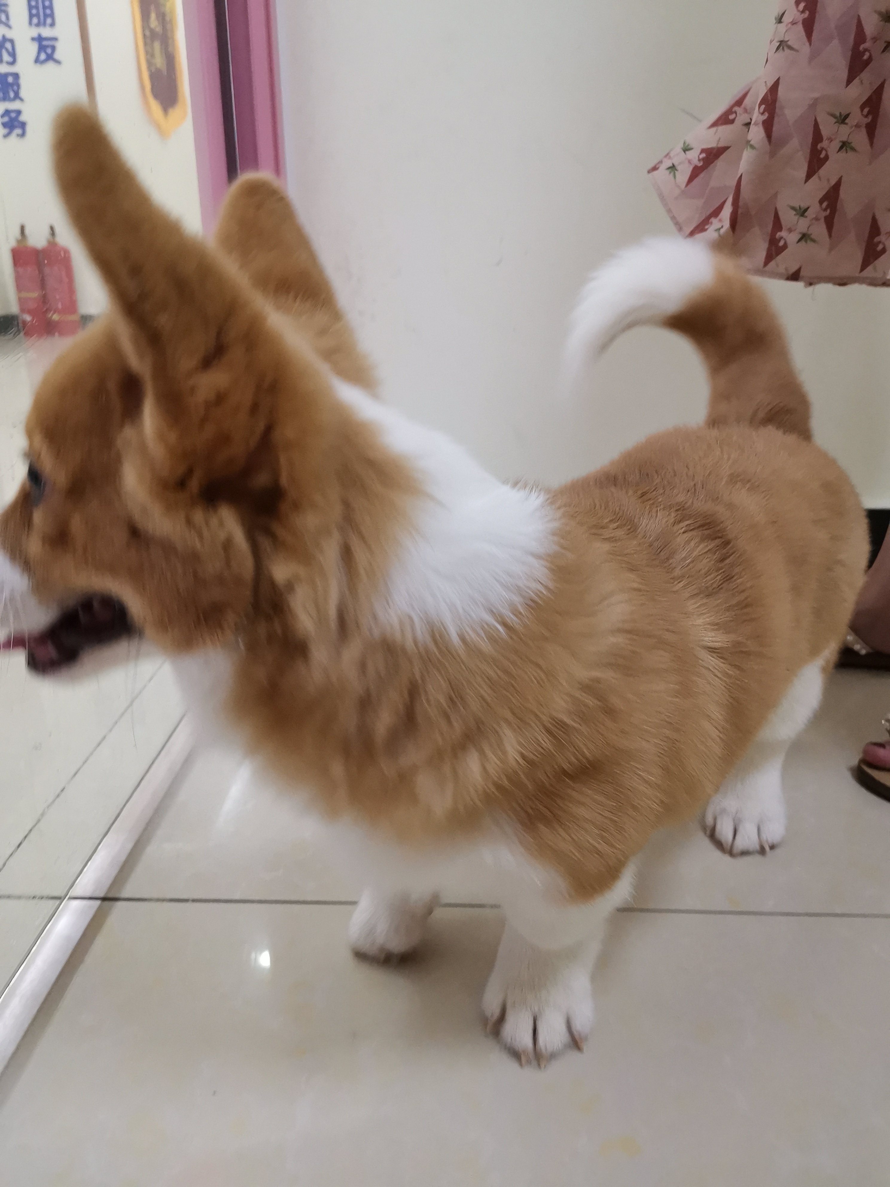 法斗,柯基,二选一