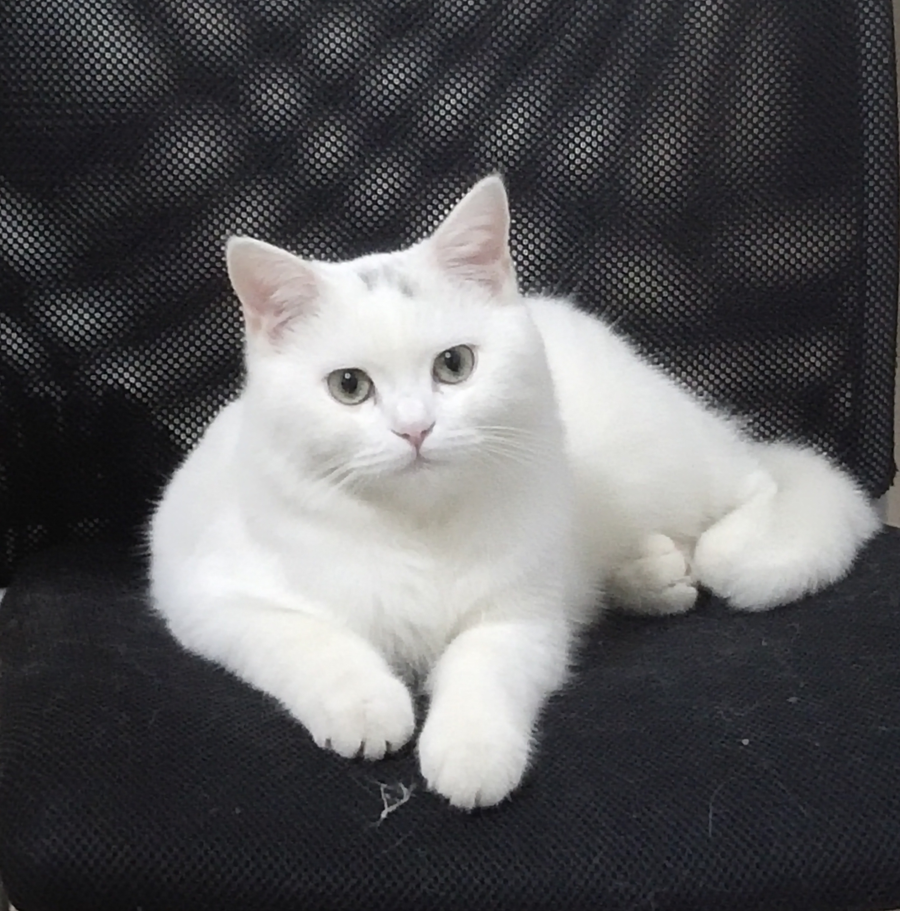 晒下自己家的白猫没错我就是上次那个被猫抓了吓死自己的