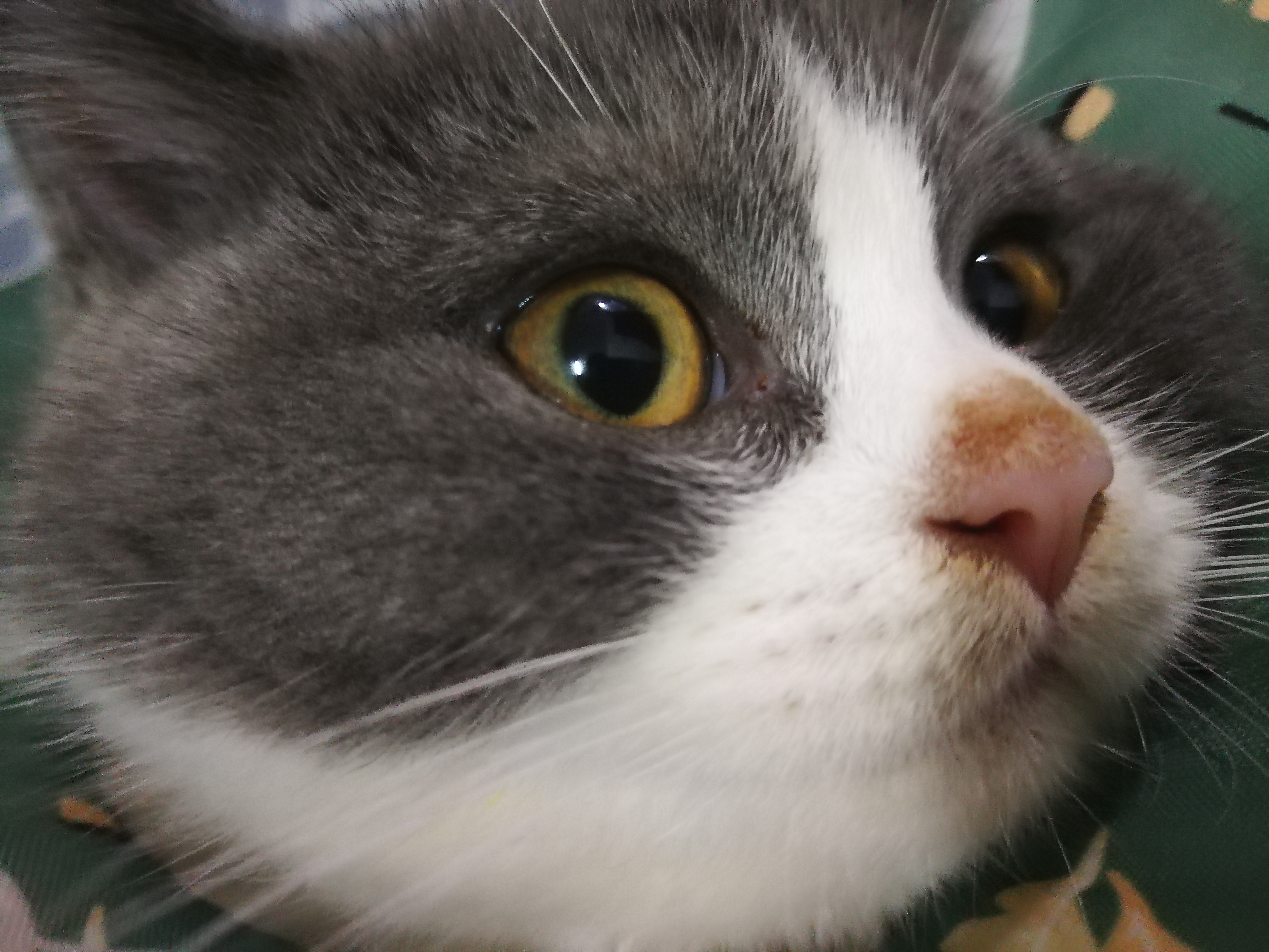 请问下猫猫鼻头时不时会有湿湿的大色块是啥情况