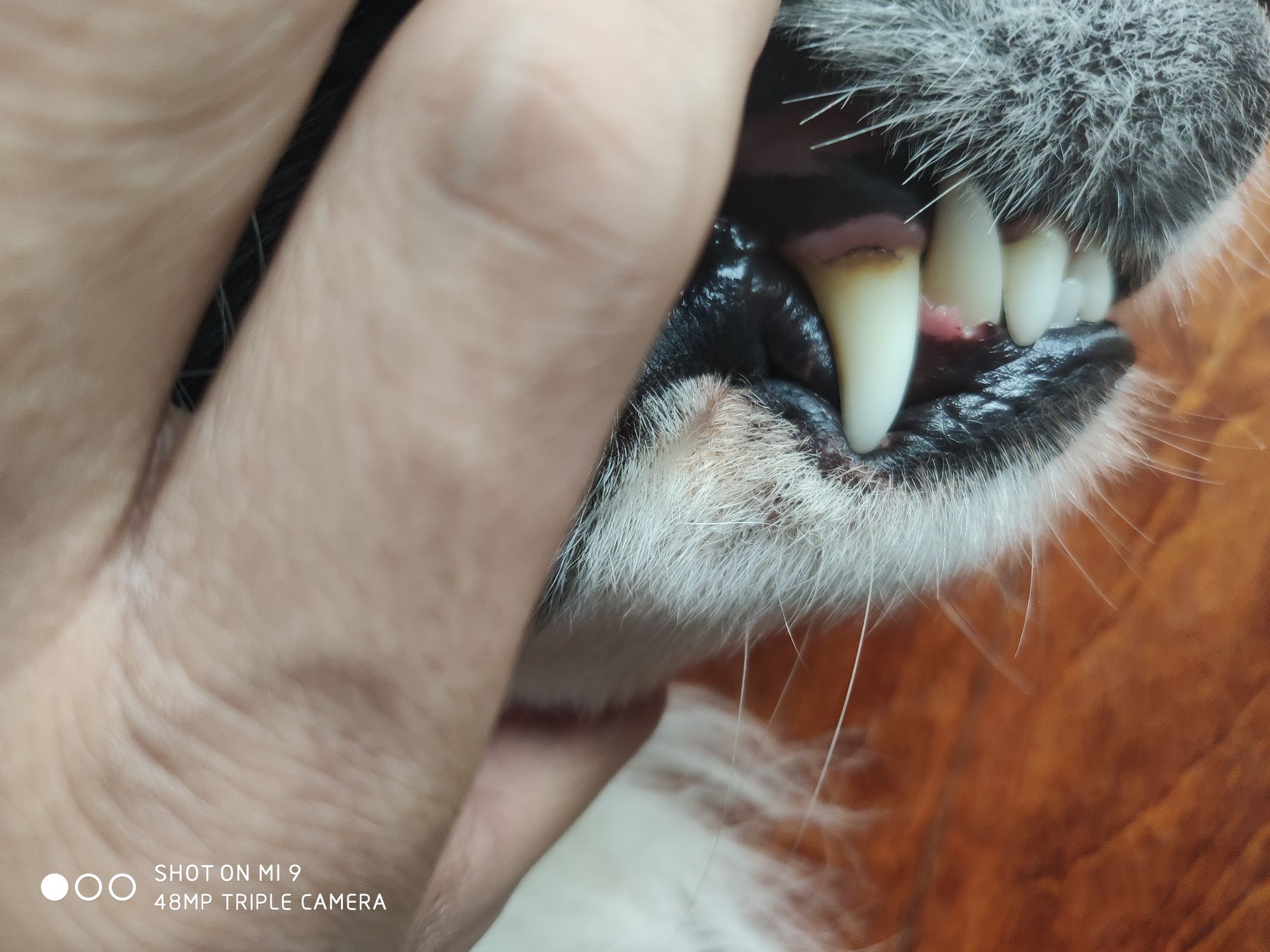 成年狗狗的牙齿照片图片