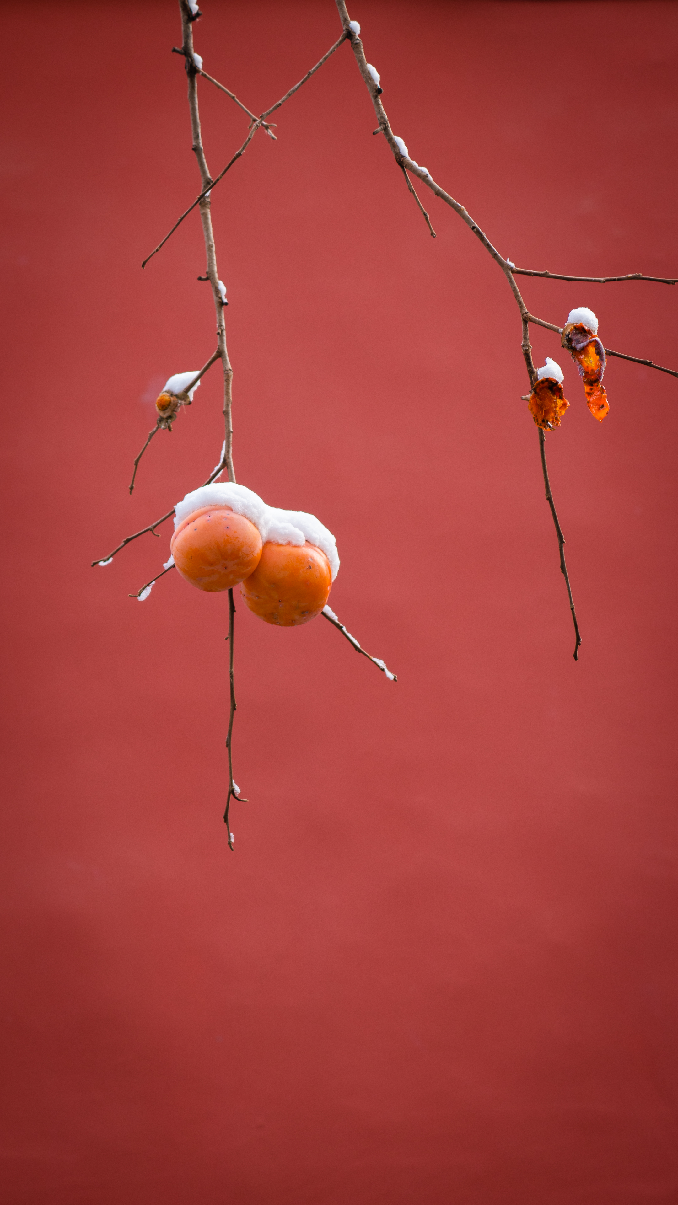 踏青摄影北京初雪中的故宫雪景