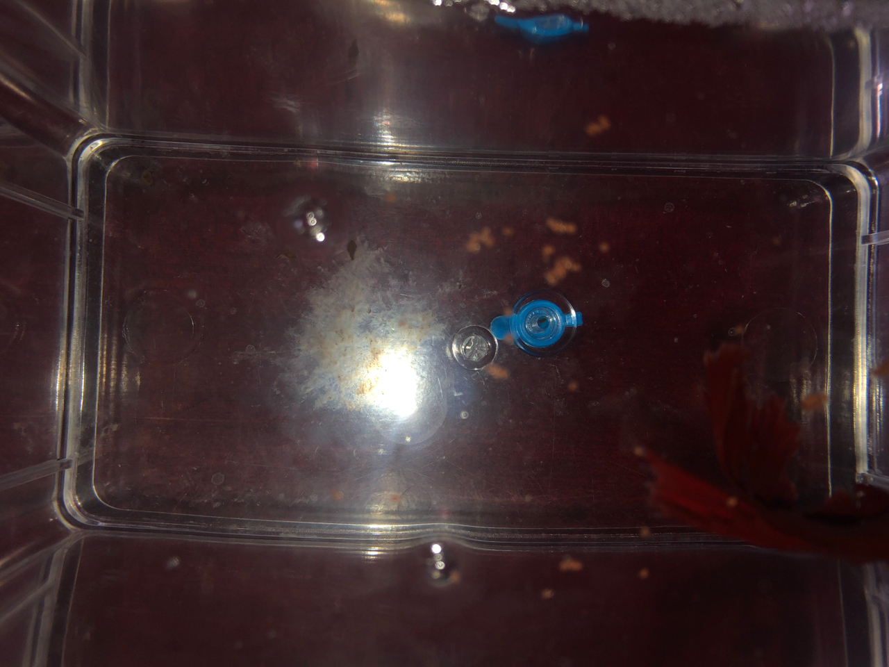 斗鱼排出的絮状物是什么