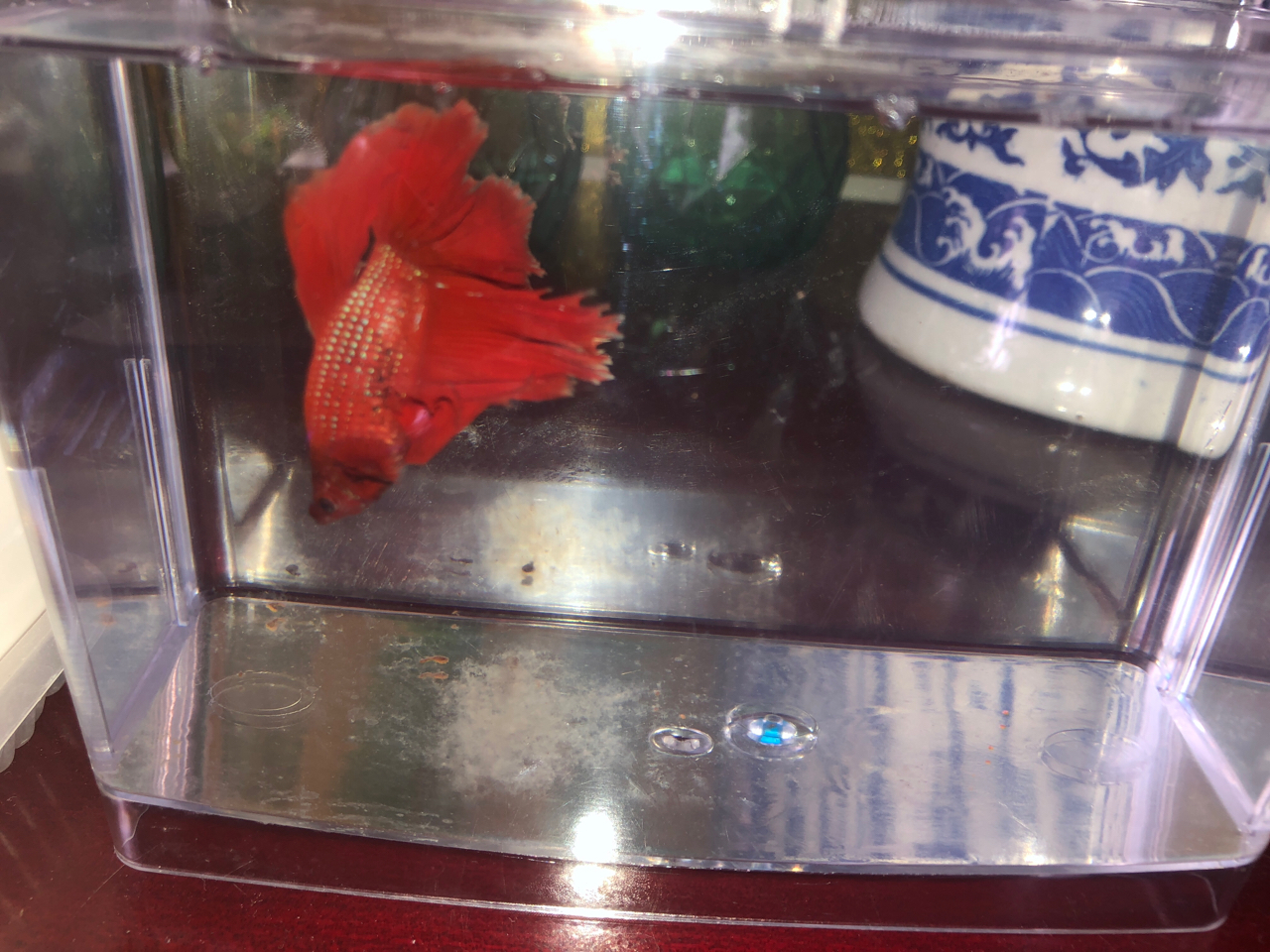 斗鱼排出的絮状物是什么