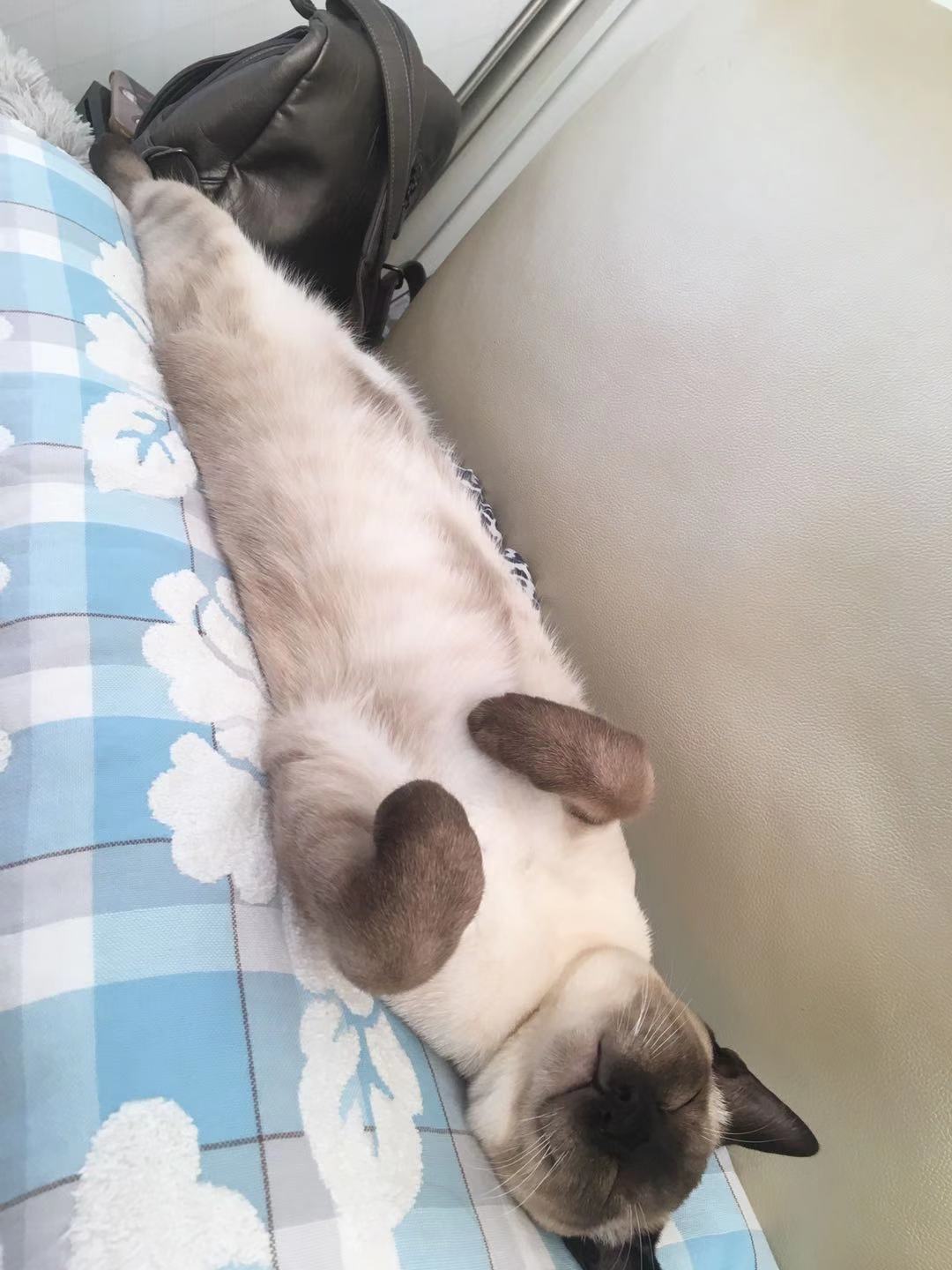 [求助][求救]猫在自己腿上睡觉是什么体验啊