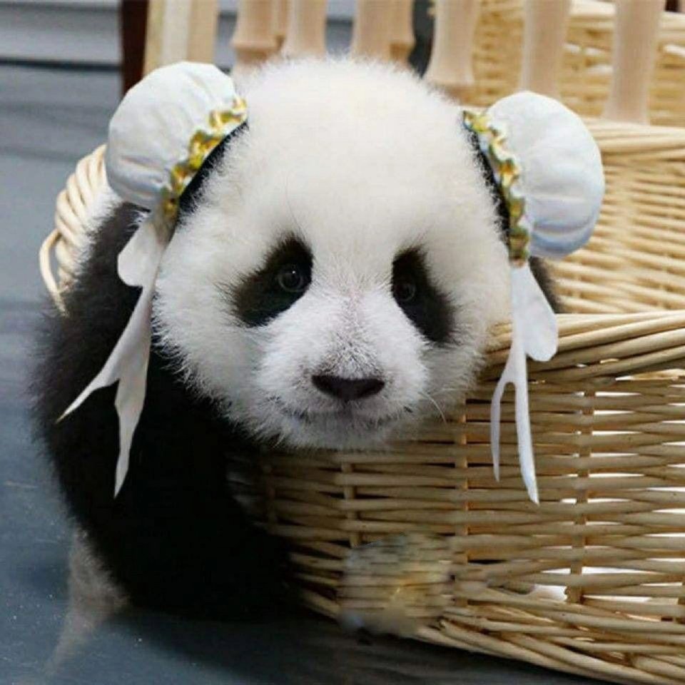 公会招募法儿班克斯708090工会招募小能手小伙伴