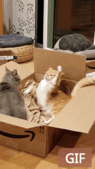 认真提问尾巴知道自己身上长了只猫吗