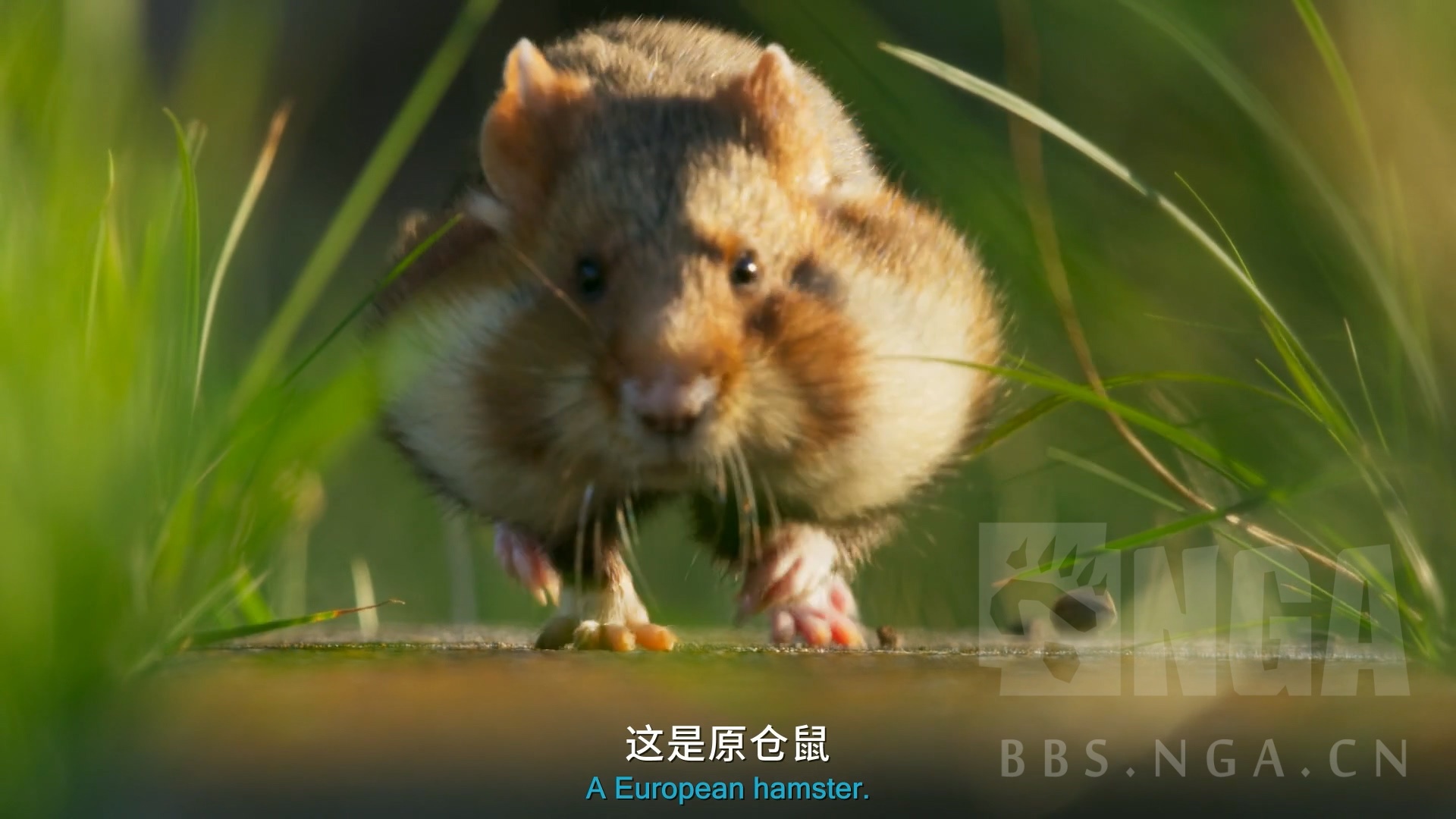 and 魔兽世界(多张萌宠高清美图,慎入)  这几天在看bbc的纪录大片《七