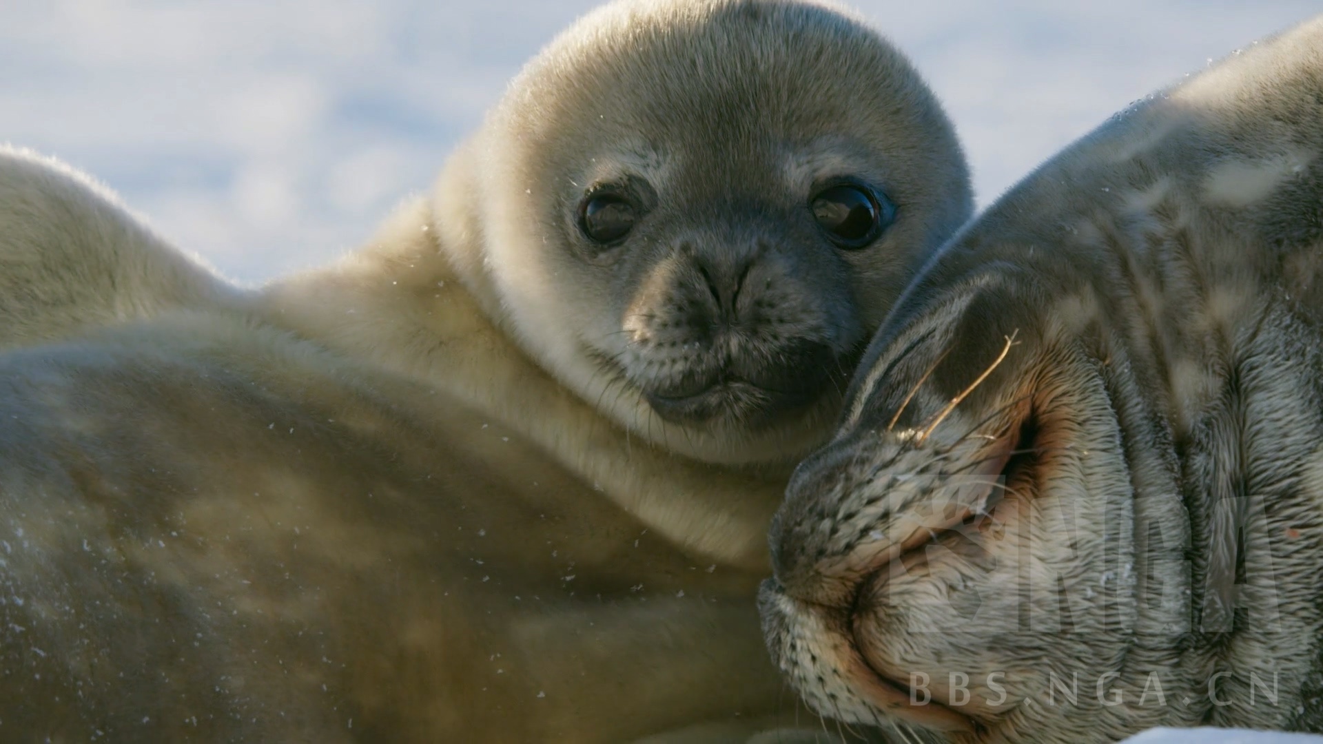 [楼主疯了] 七个世界,一个星球 and 魔兽世界(多张萌宠高清美图,慎入)