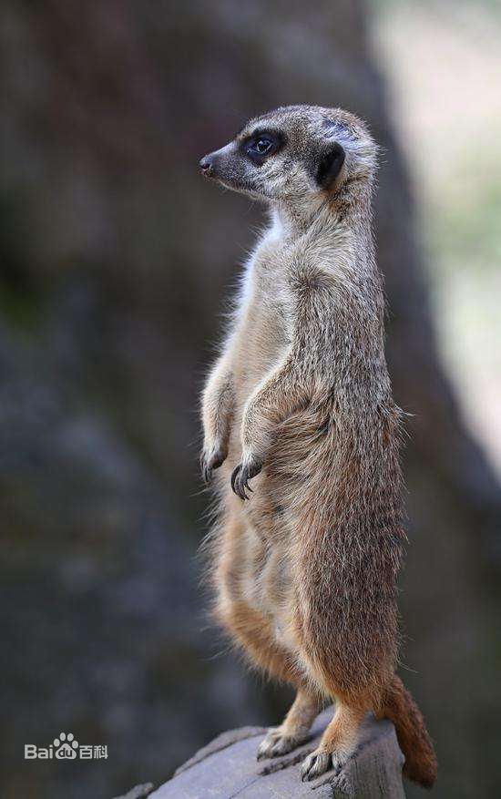 动物氵无聊氵海猫会把海猫做进游戏里吗