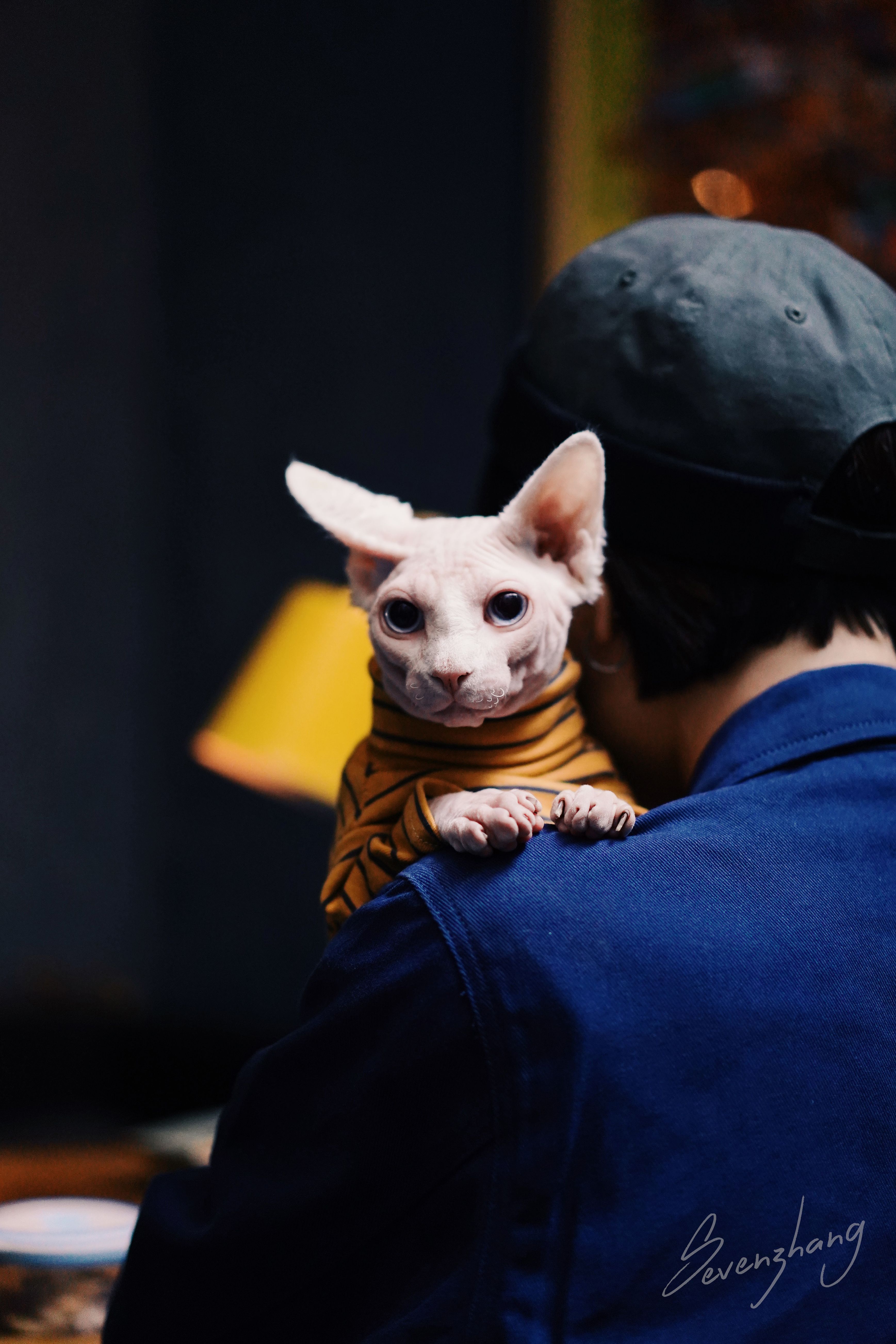 终于拍到了无毛猫帅气的比鲁斯大人