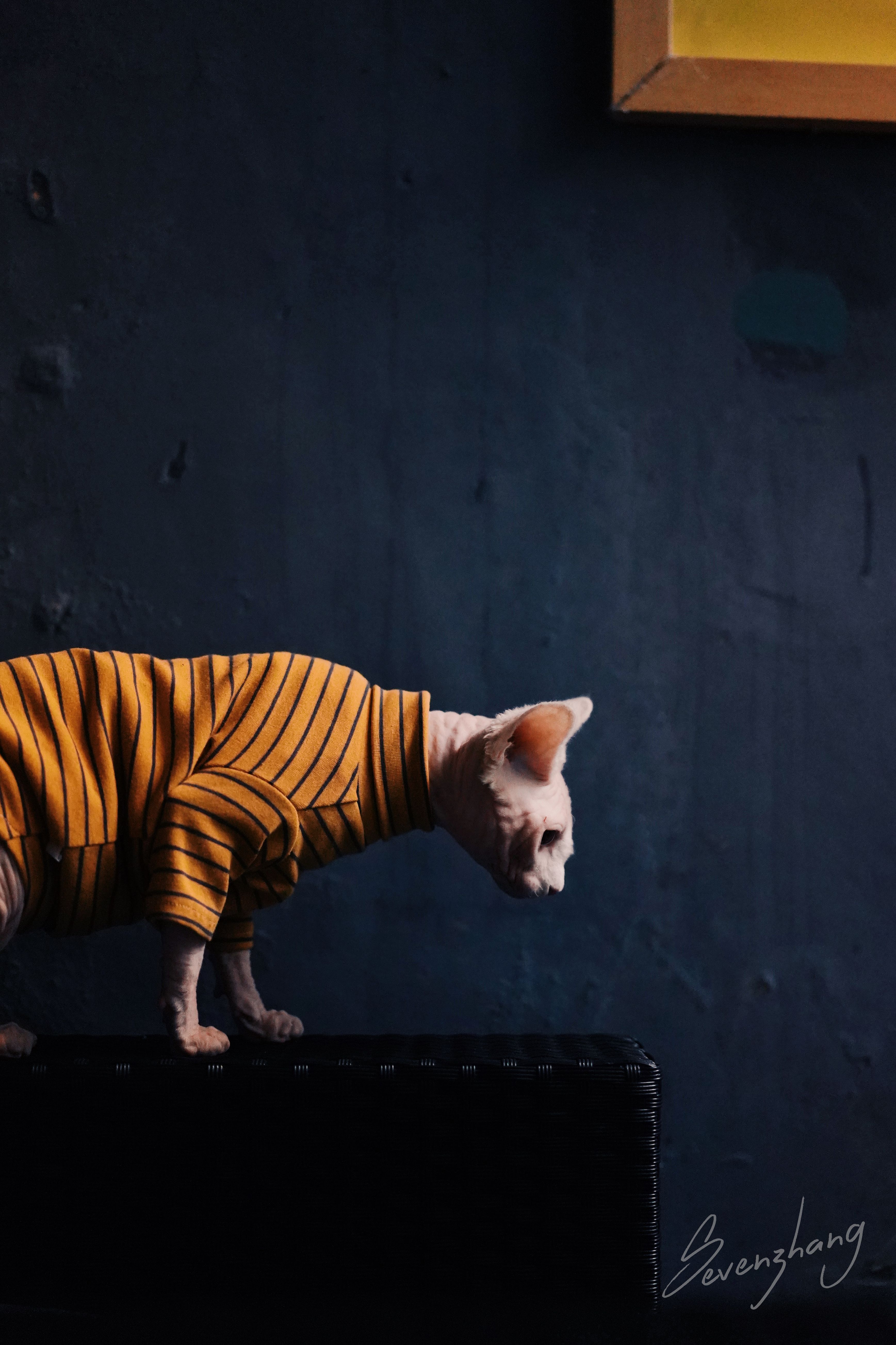 终于拍到了无毛猫帅气的比鲁斯大人