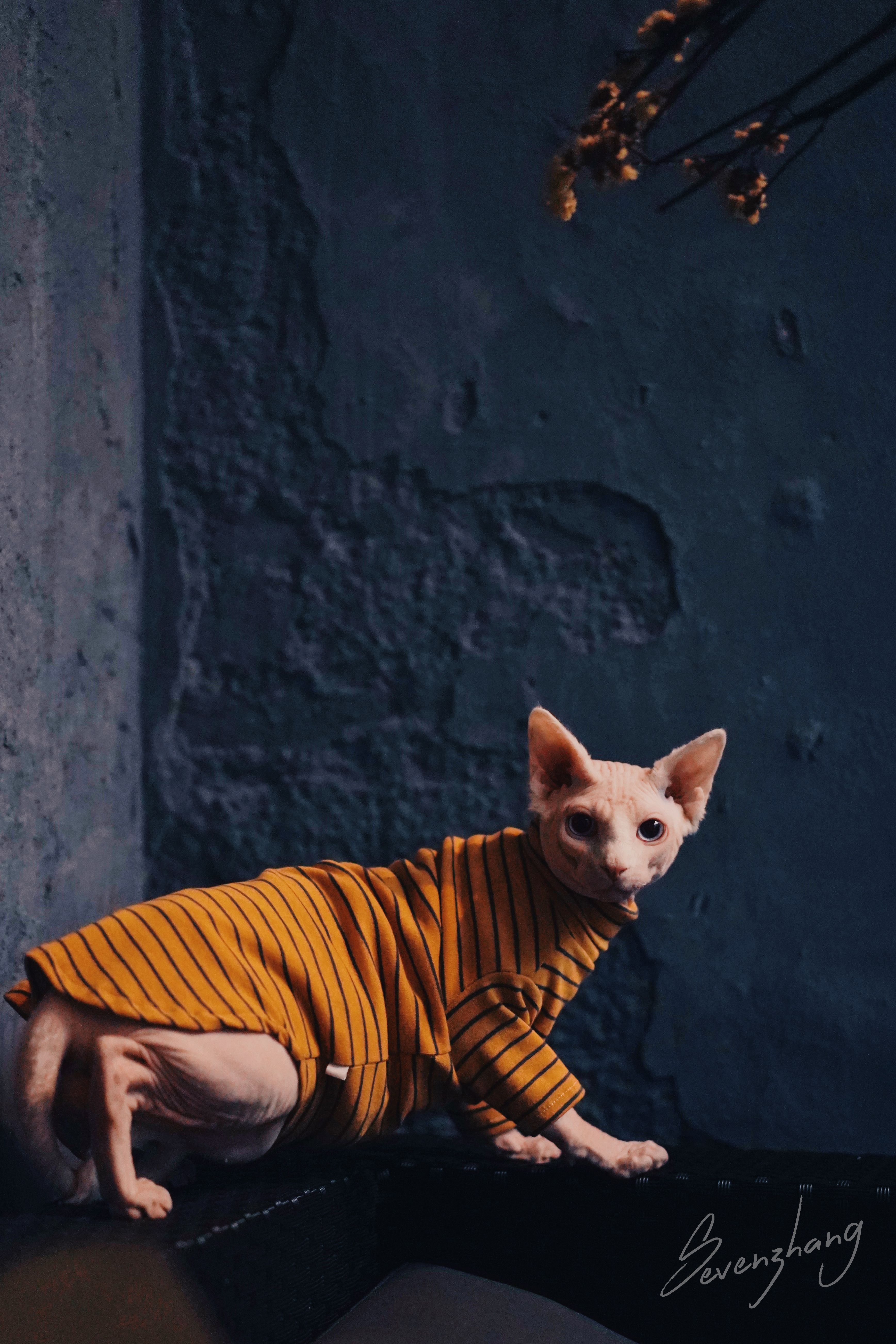 终于拍到了无毛猫帅气的比鲁斯大人