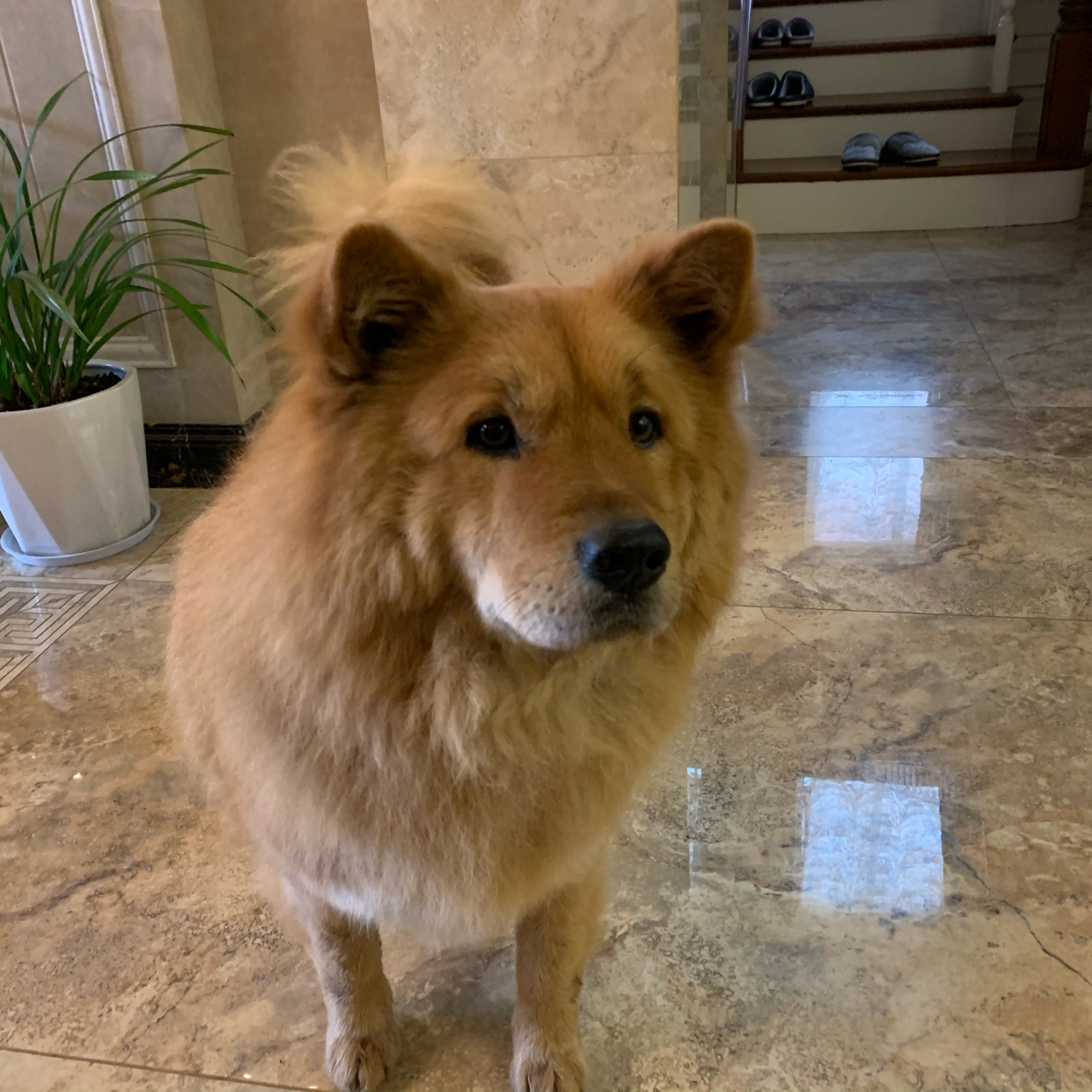 大松狮祝各位大宗师新春快乐有图