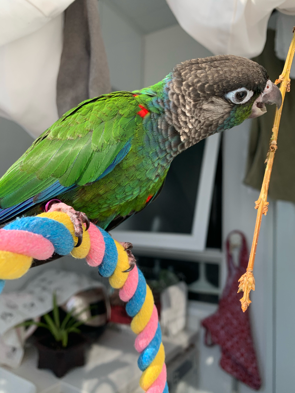 家庭新成员:小太阳鹦鹉 nga玩家社区