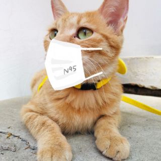 二月主题活动疫情牵动人宠心齐来帮萌宠戴口罩吧