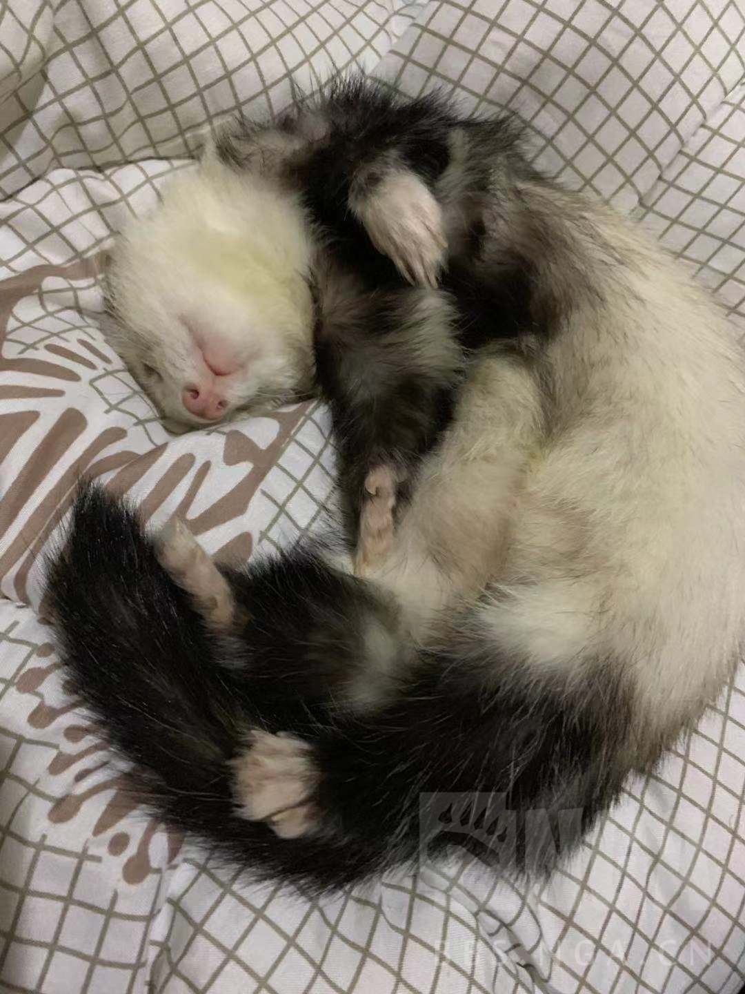 经验分享雪貂喂养教程210更新玩具答疑汇总原晒晒家里的两只雪貂