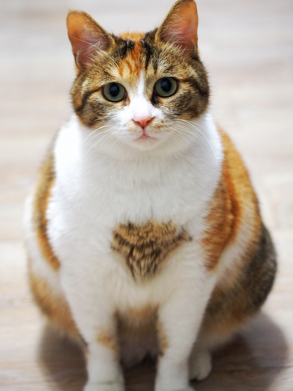 珠圆玉润开个帖子记录一下大肚子母猫