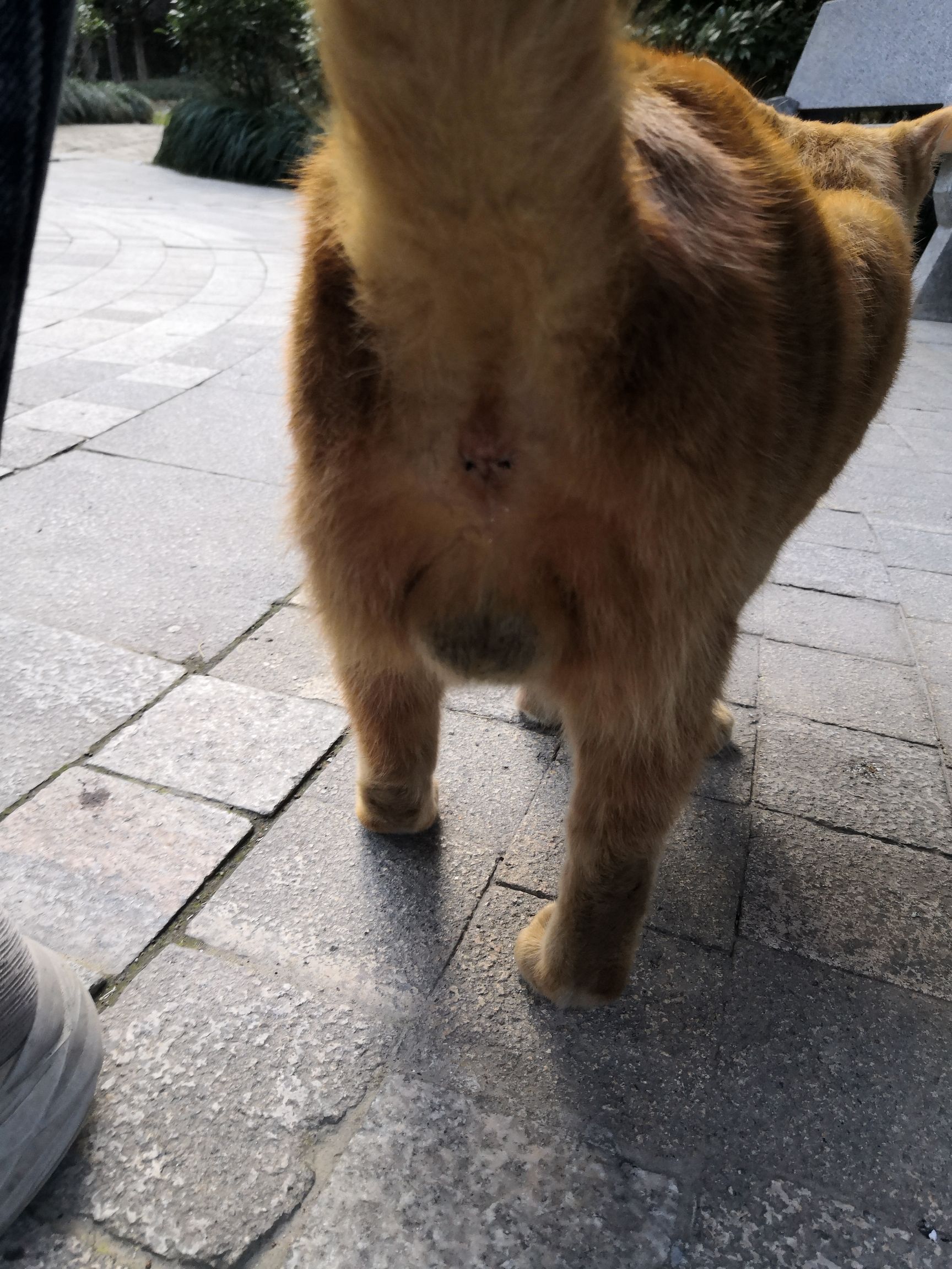 我是个变态居然偷拍橘猫的蛋蛋