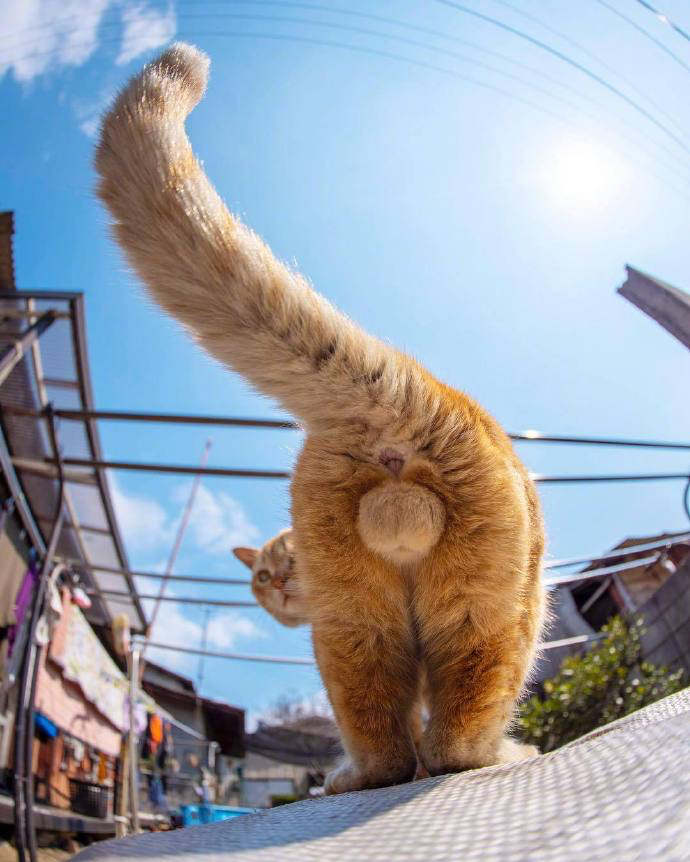 我是个变态居然偷拍橘猫的蛋蛋